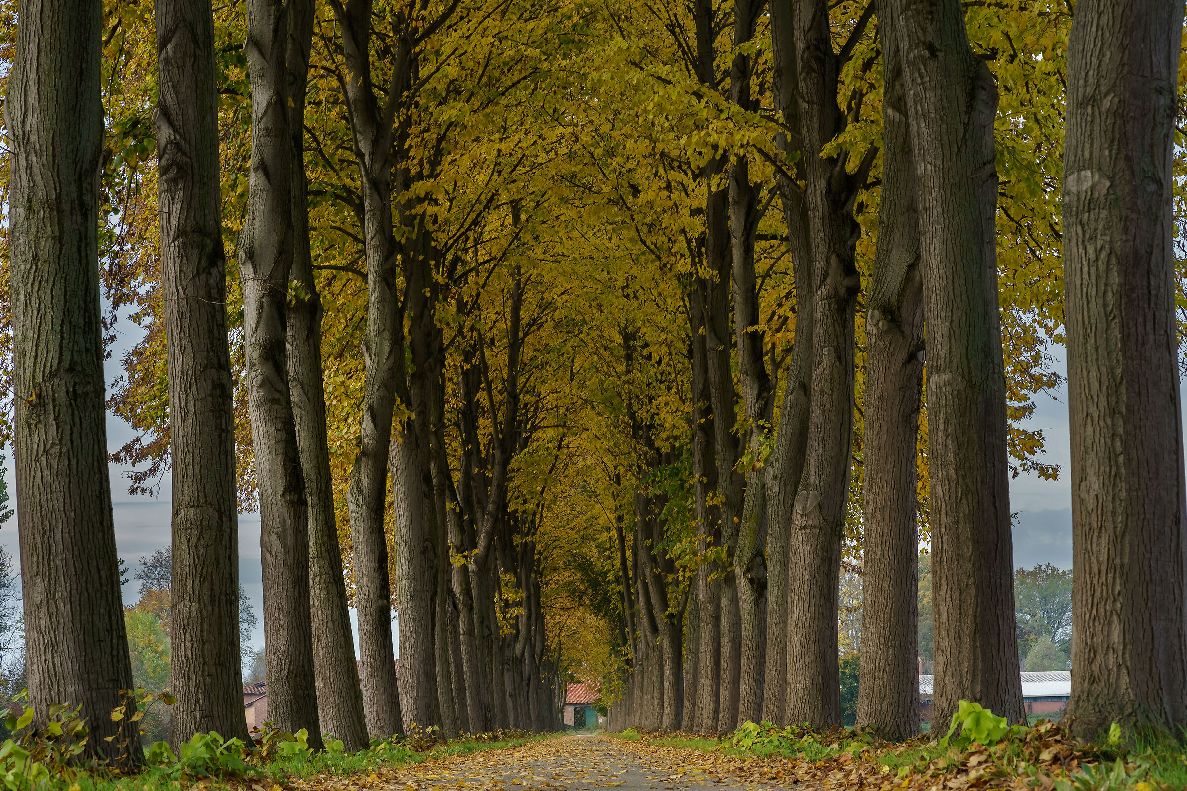 Verso la Cascina del Merlino 1