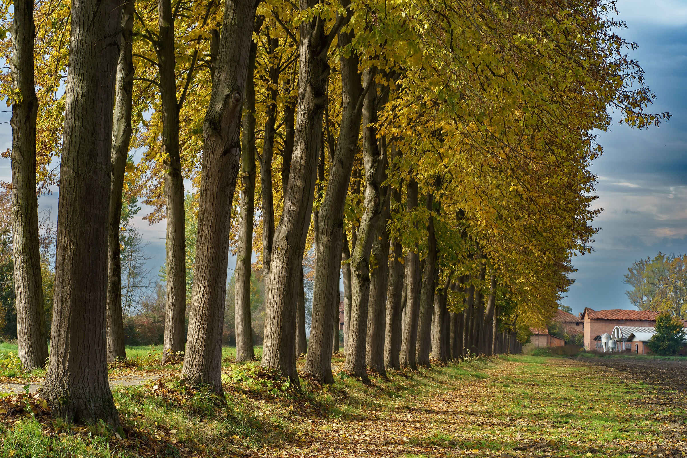 Verso la Cascina del Merlino 2