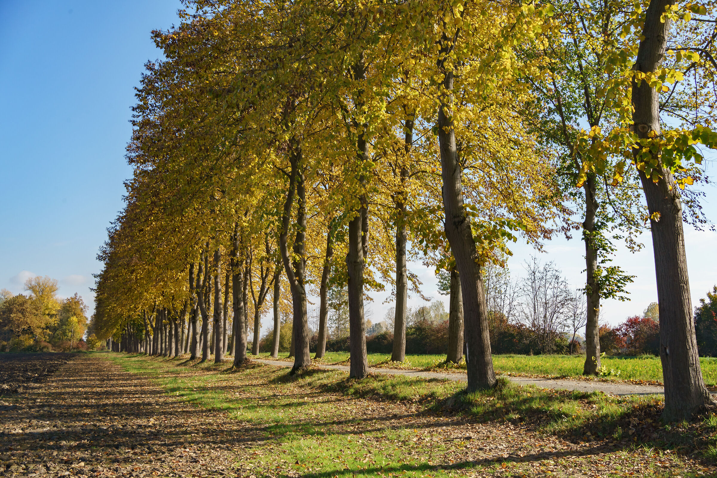 Verso la Cascina del Merlino 3