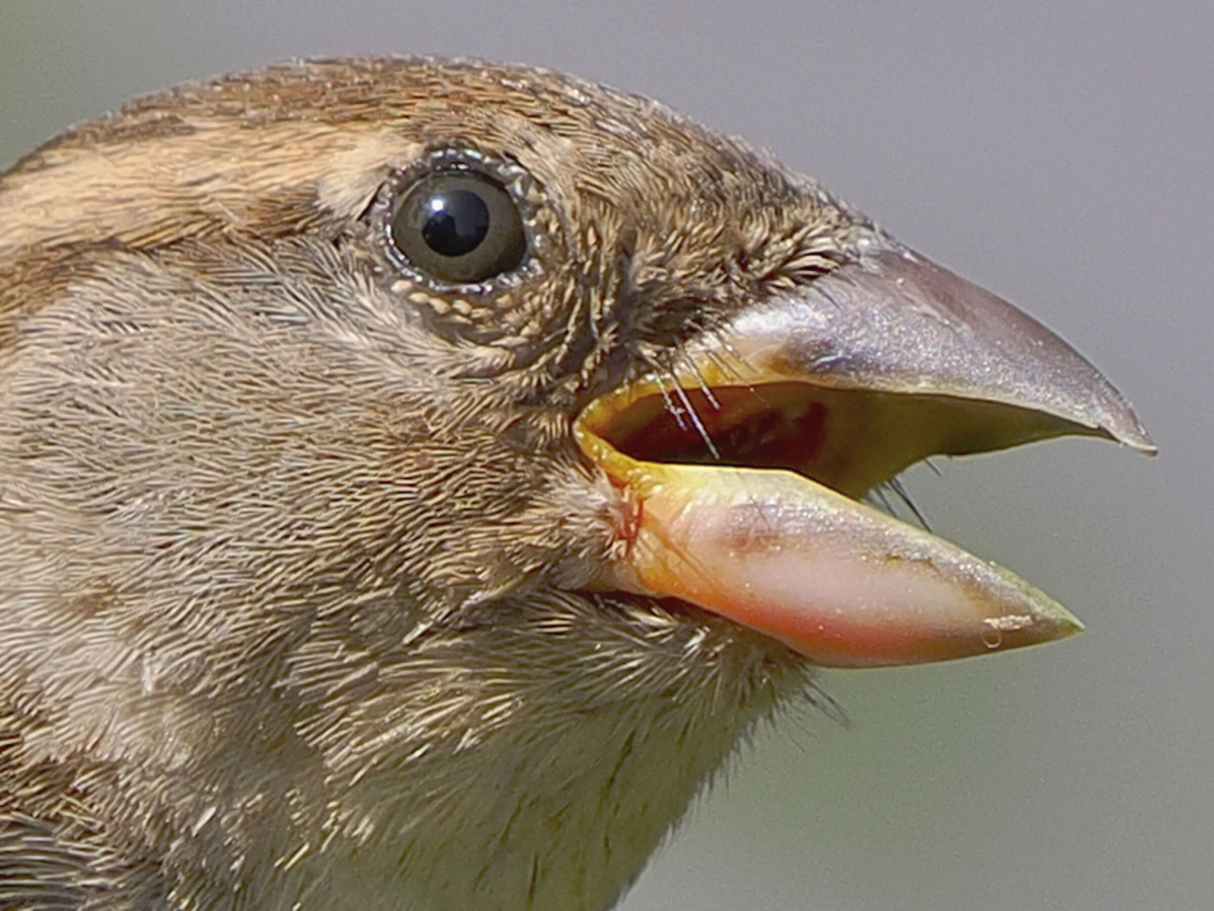 Passera d'Italia (f)