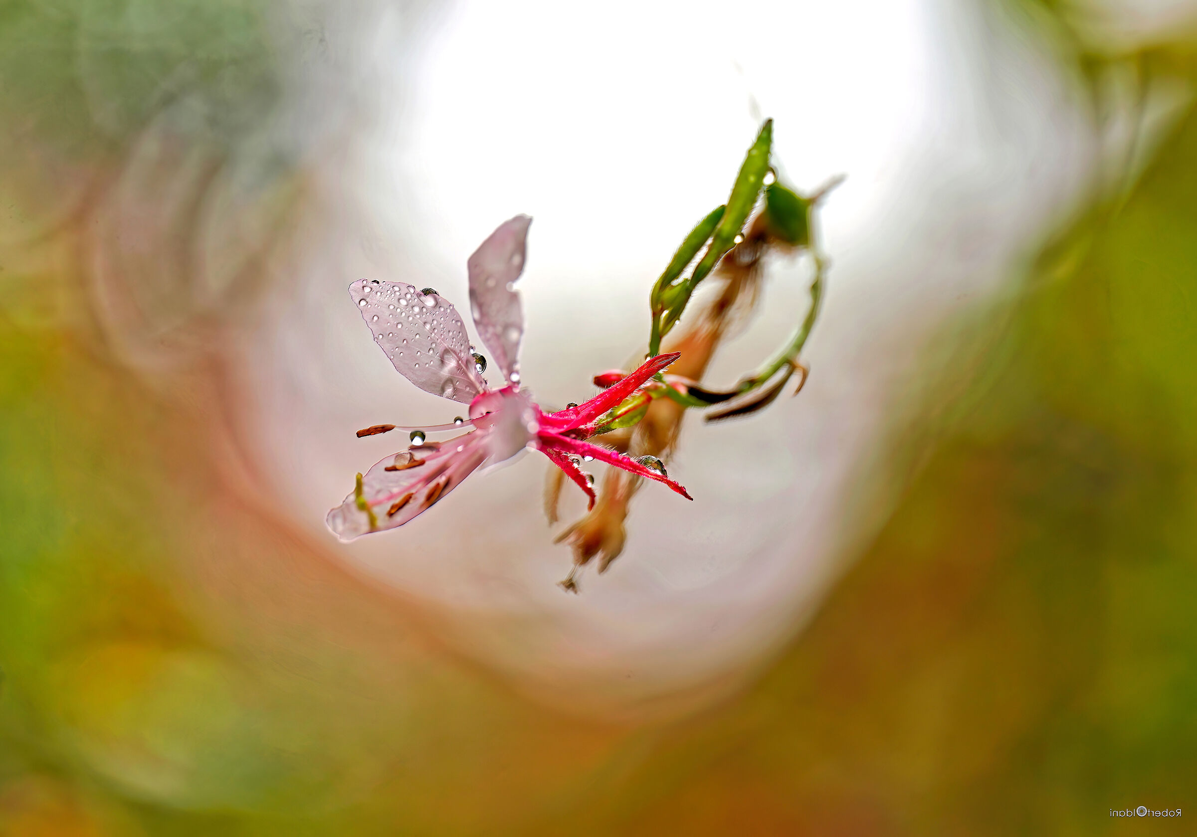 Gaura