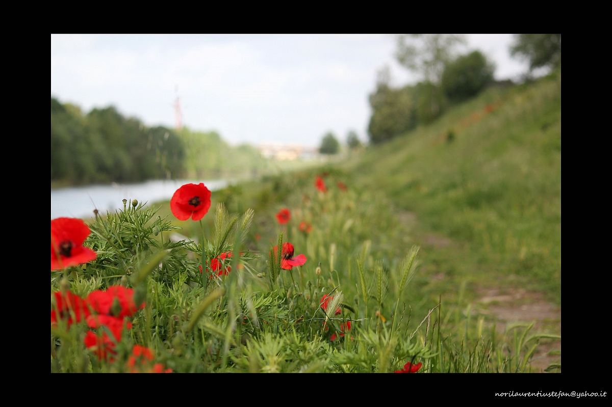 i papaveri