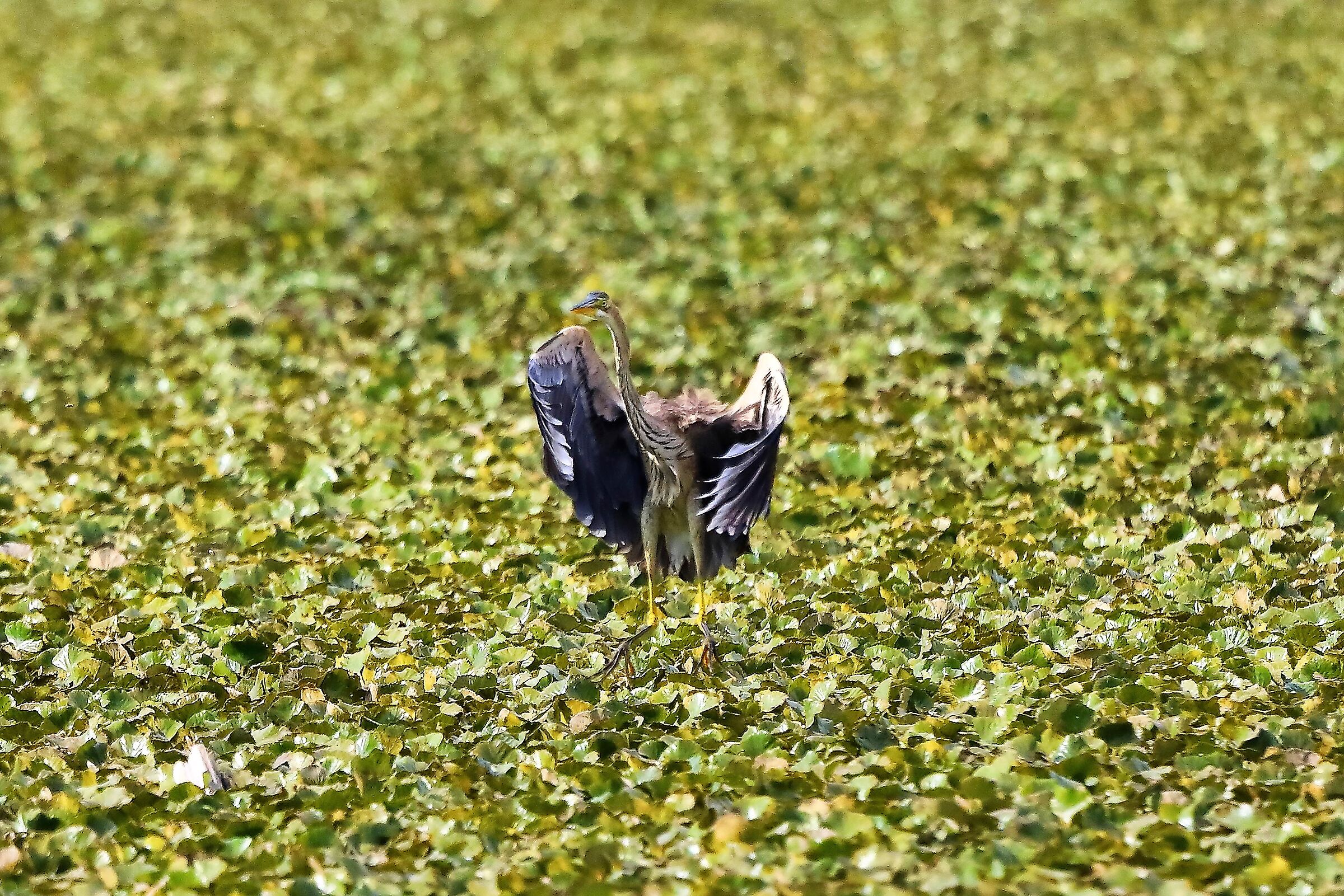 Airone rosso 27-08-2022