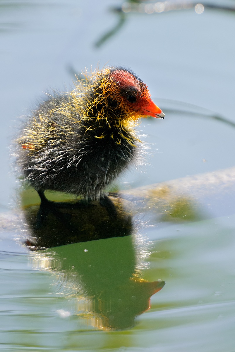 Pulcino di Folaga...