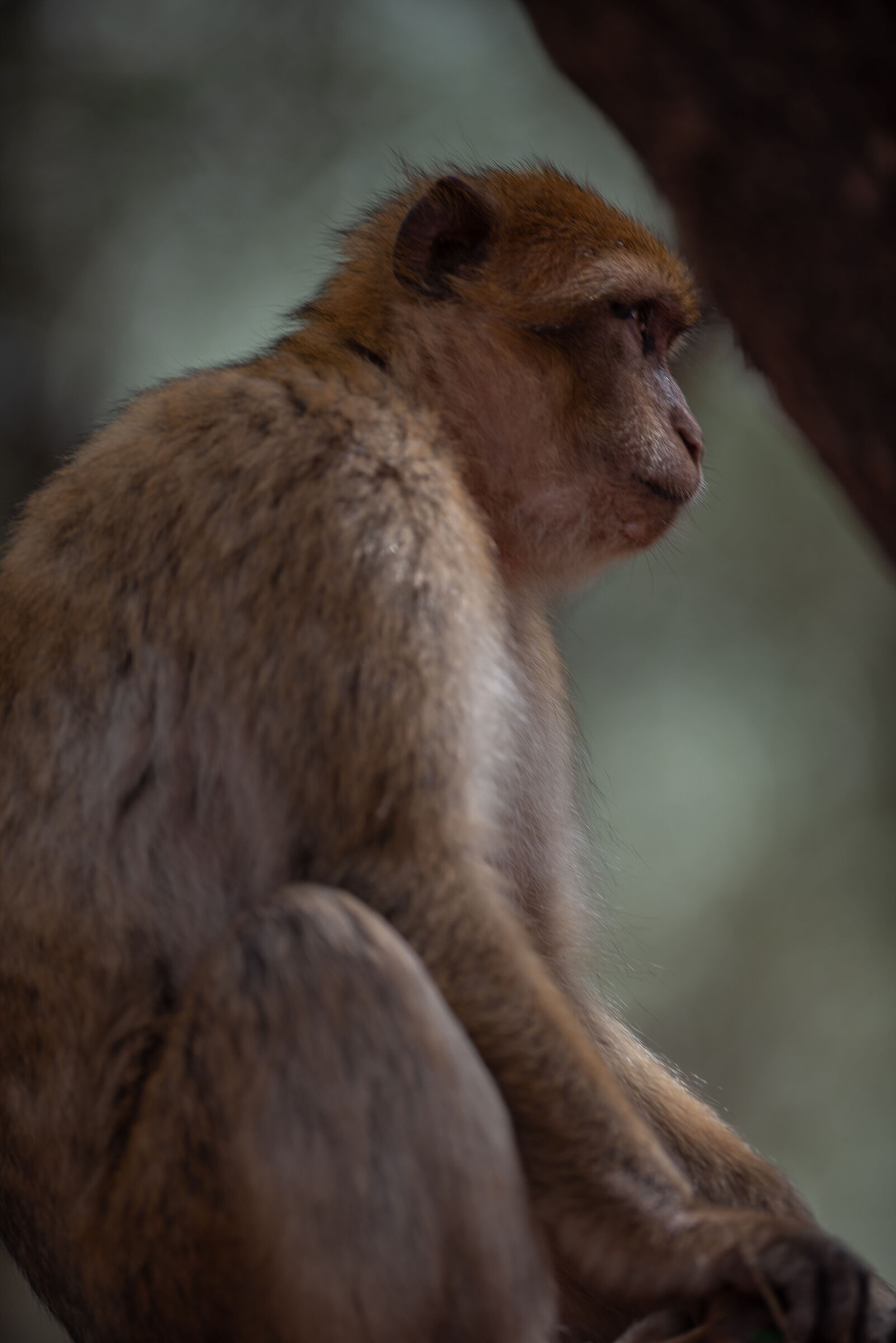 monkeys