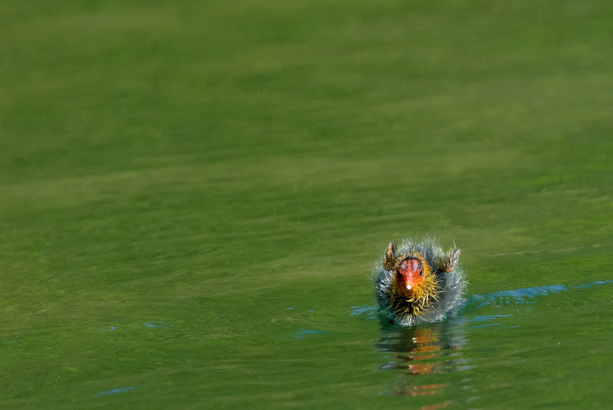Un pulcino di Folaga che sbatte le alucce...