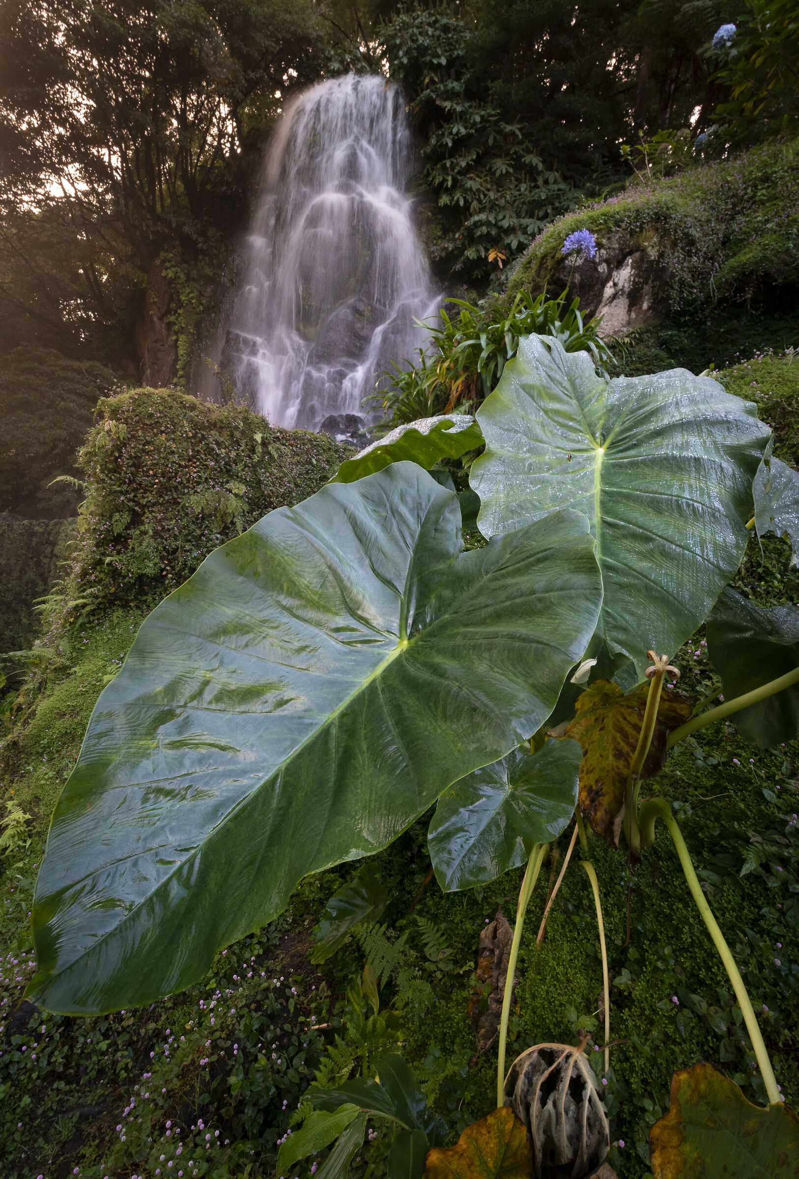 Waterfall from Ribeira dos Caldeiroes - Sao Miguel