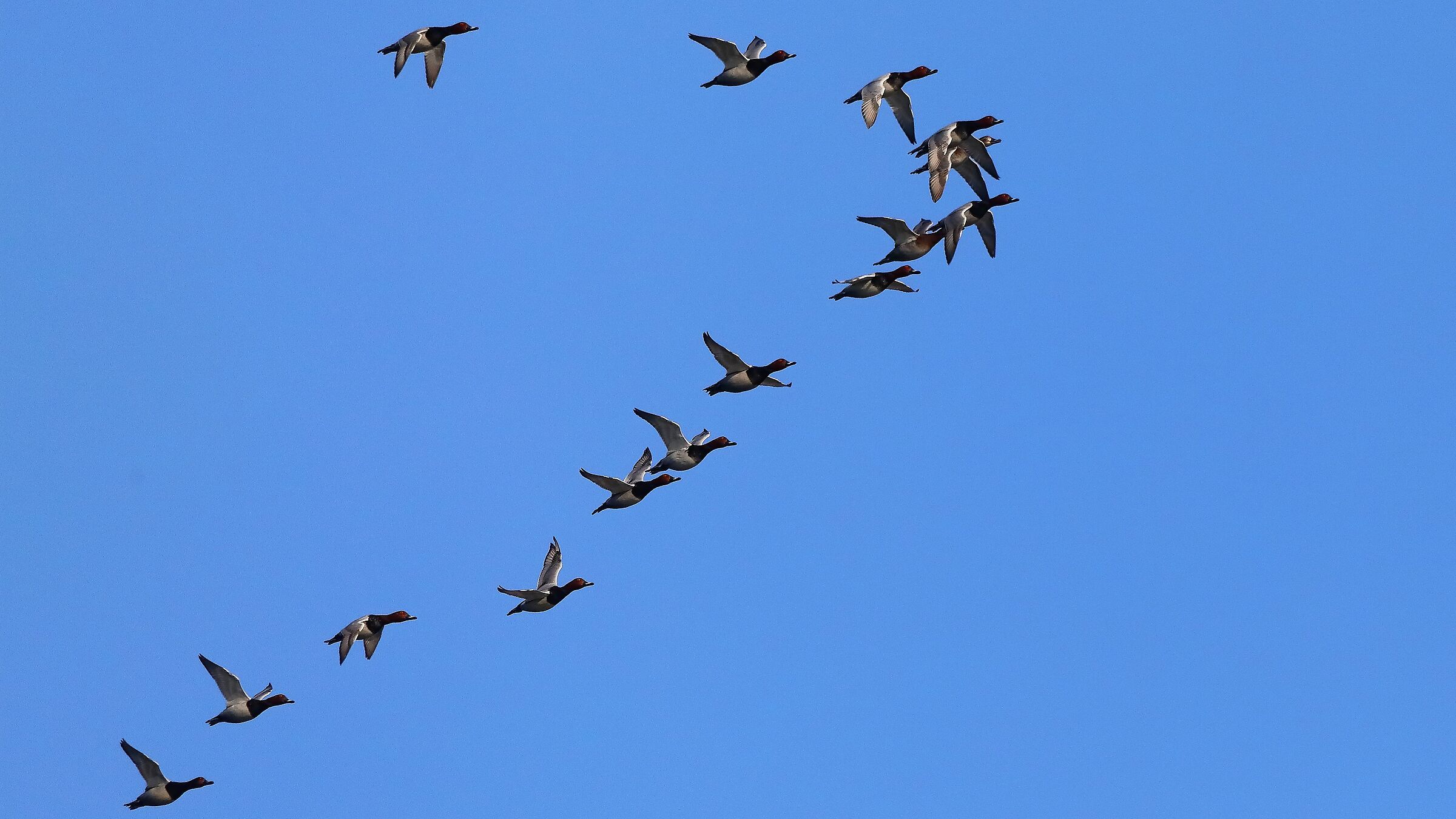 Moriglioni 31 gen 2022 --214--