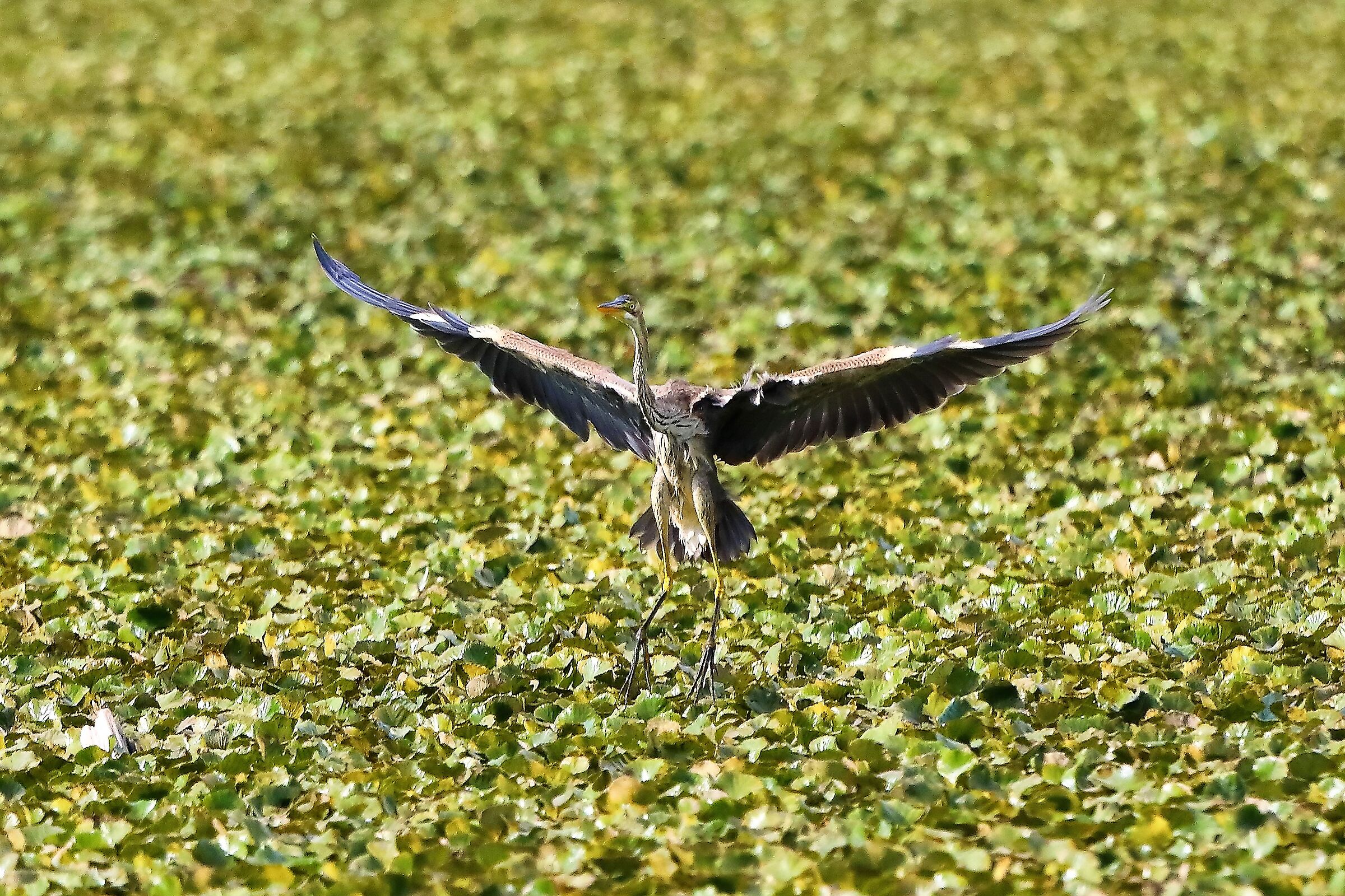 Airone rosso 30-08-2022