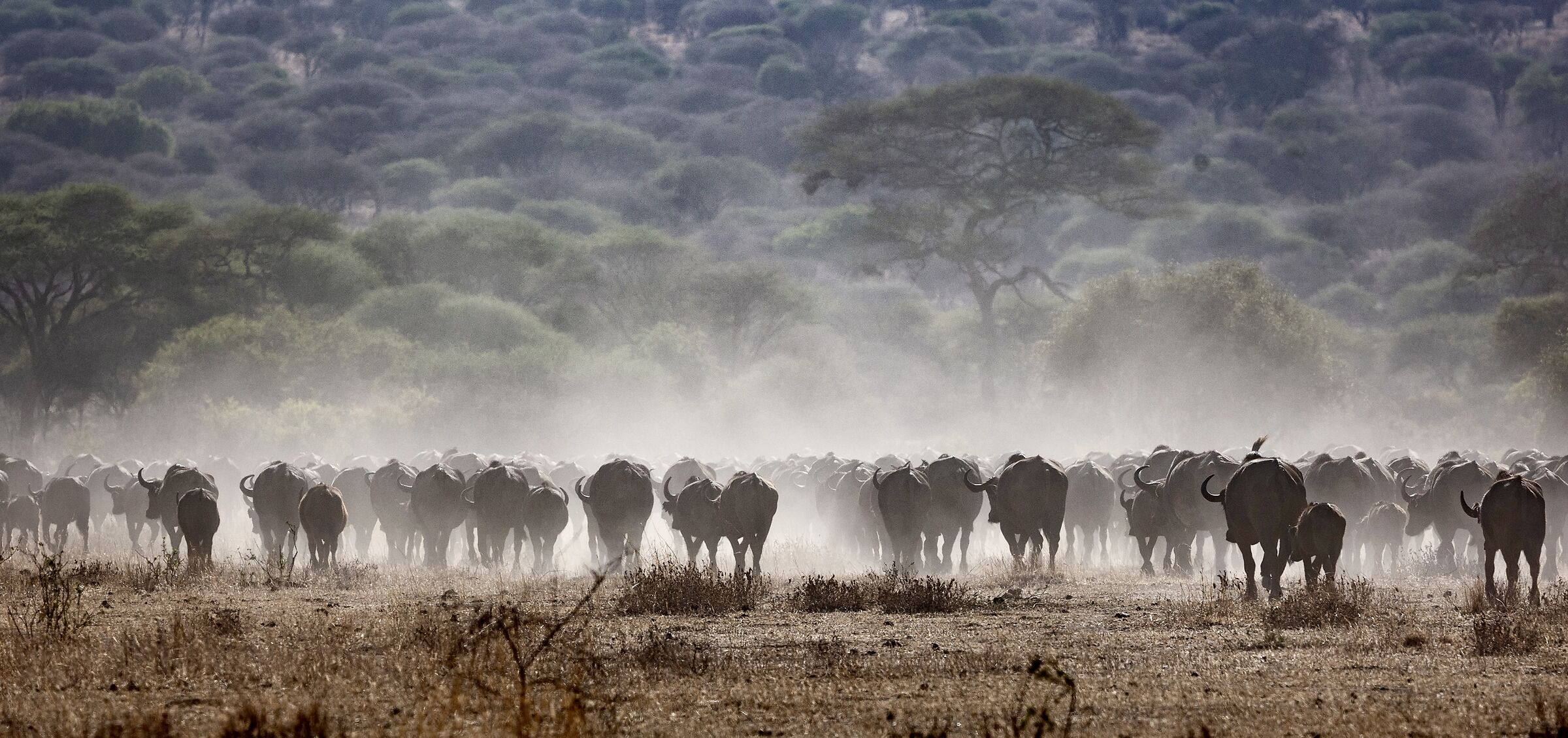 La marcia dei bufali