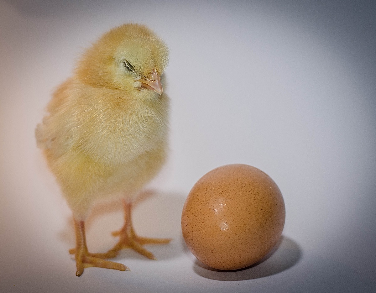 Prima l'uovo o il pulcino?