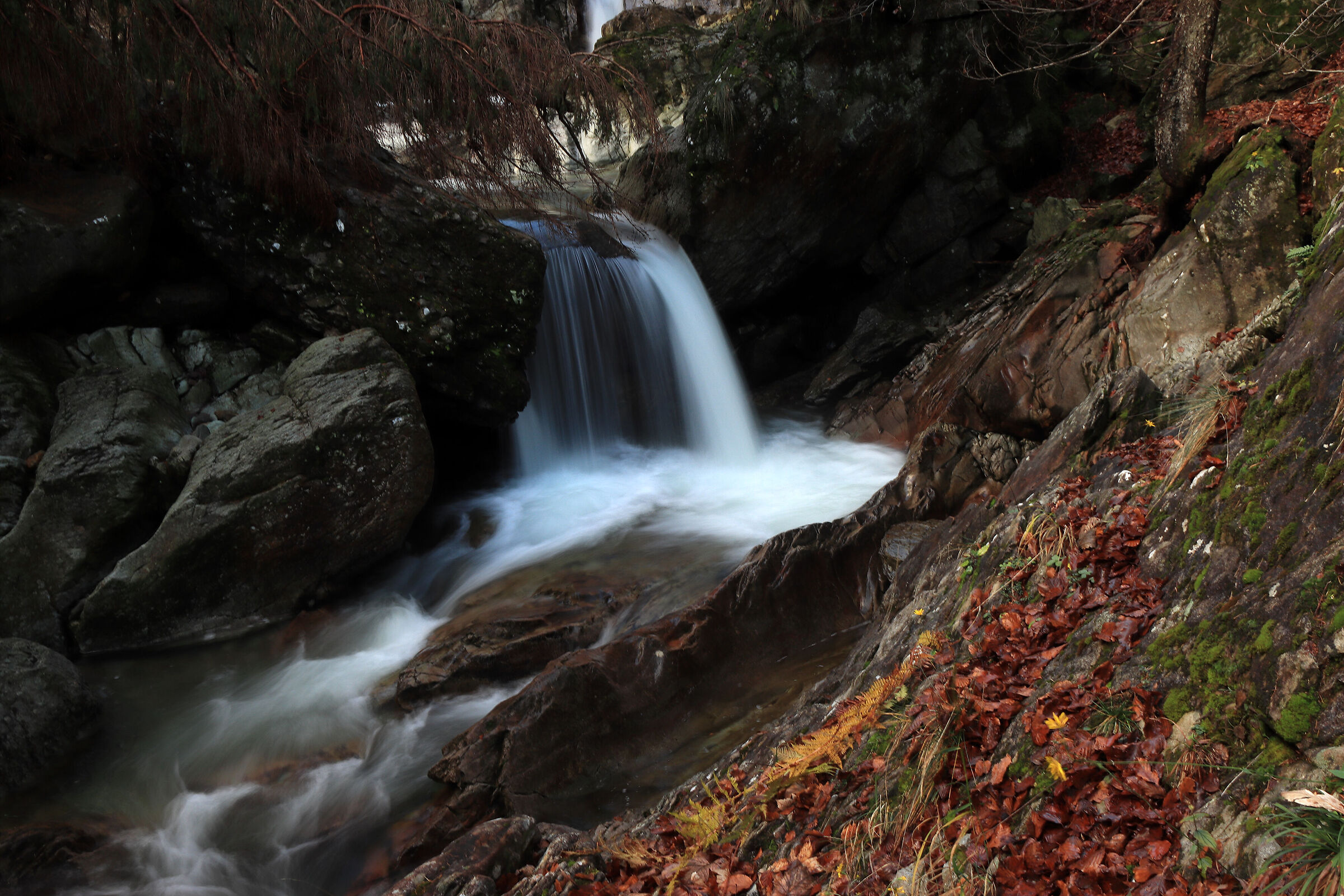 Valsanguigno - 3- elegance