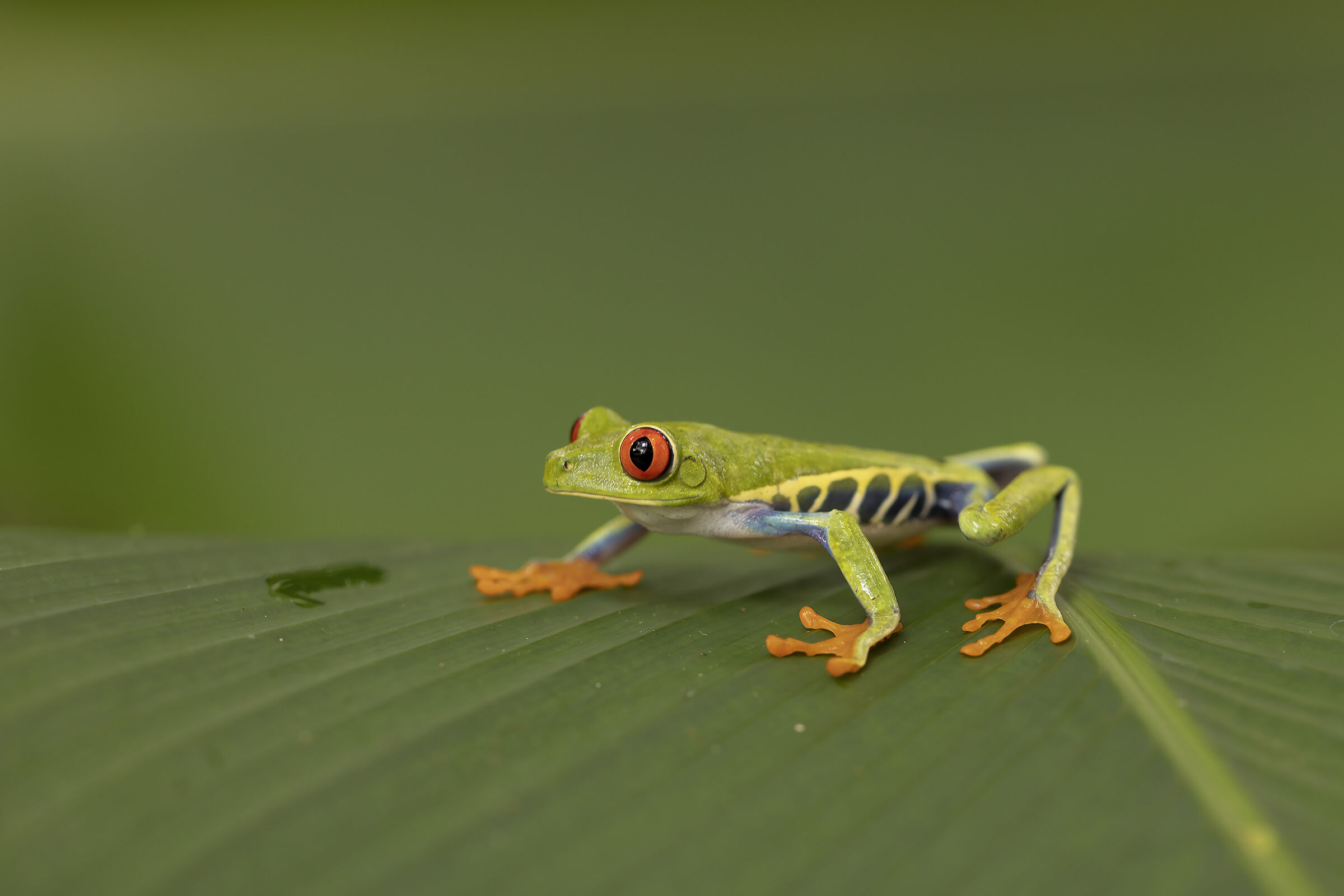 Red-eyed frog