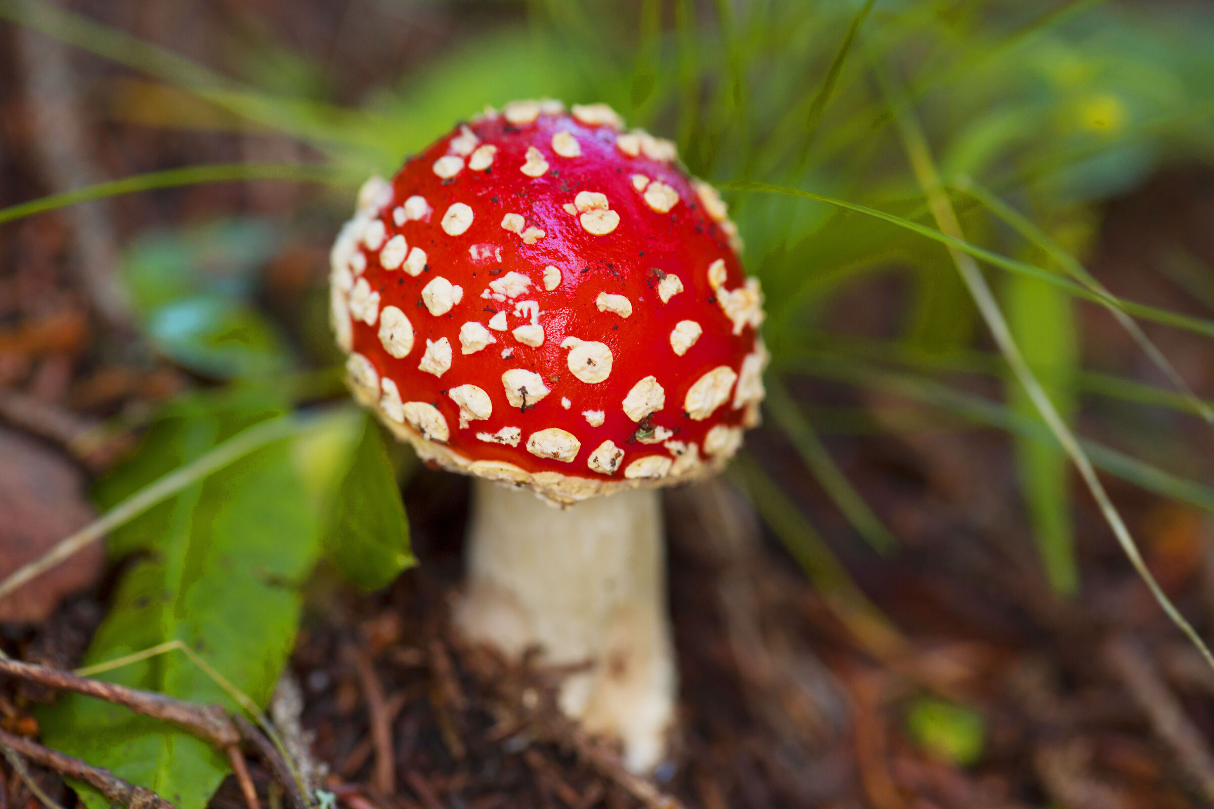 Amanita muscaria