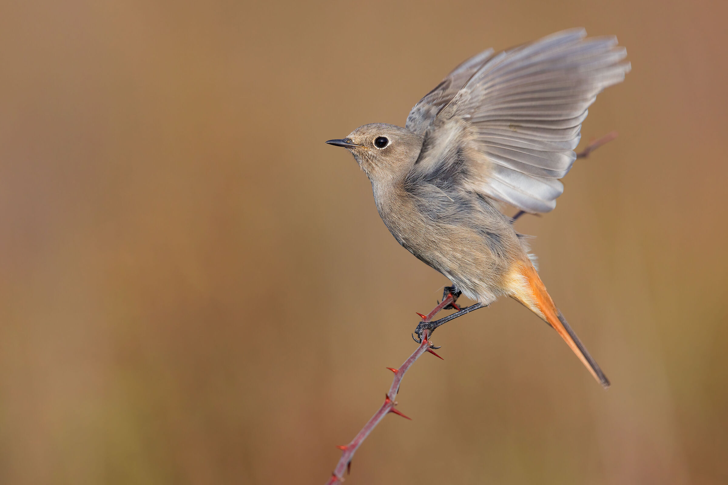 Redstart Spz female/immature