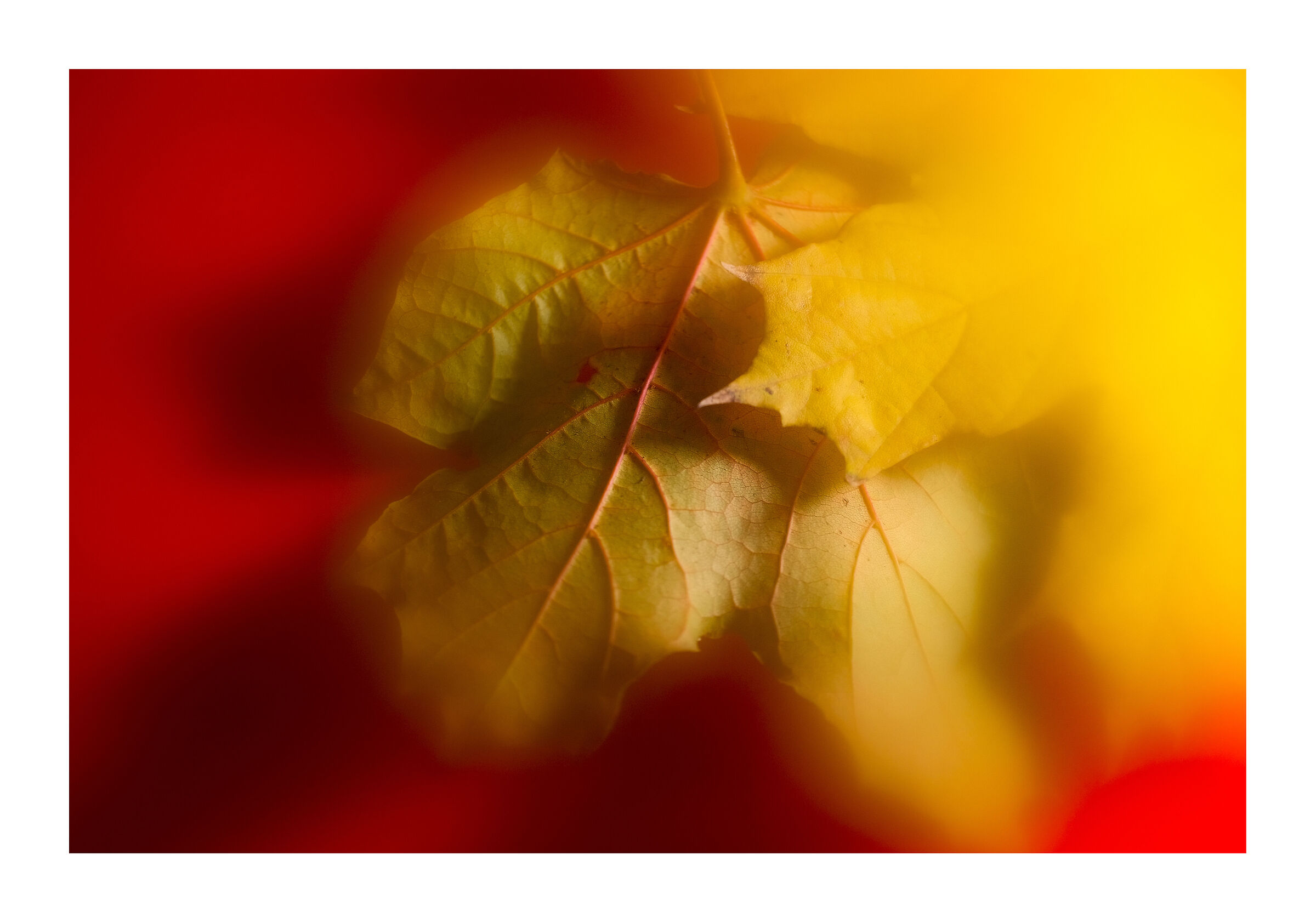 Foliage ... autunno