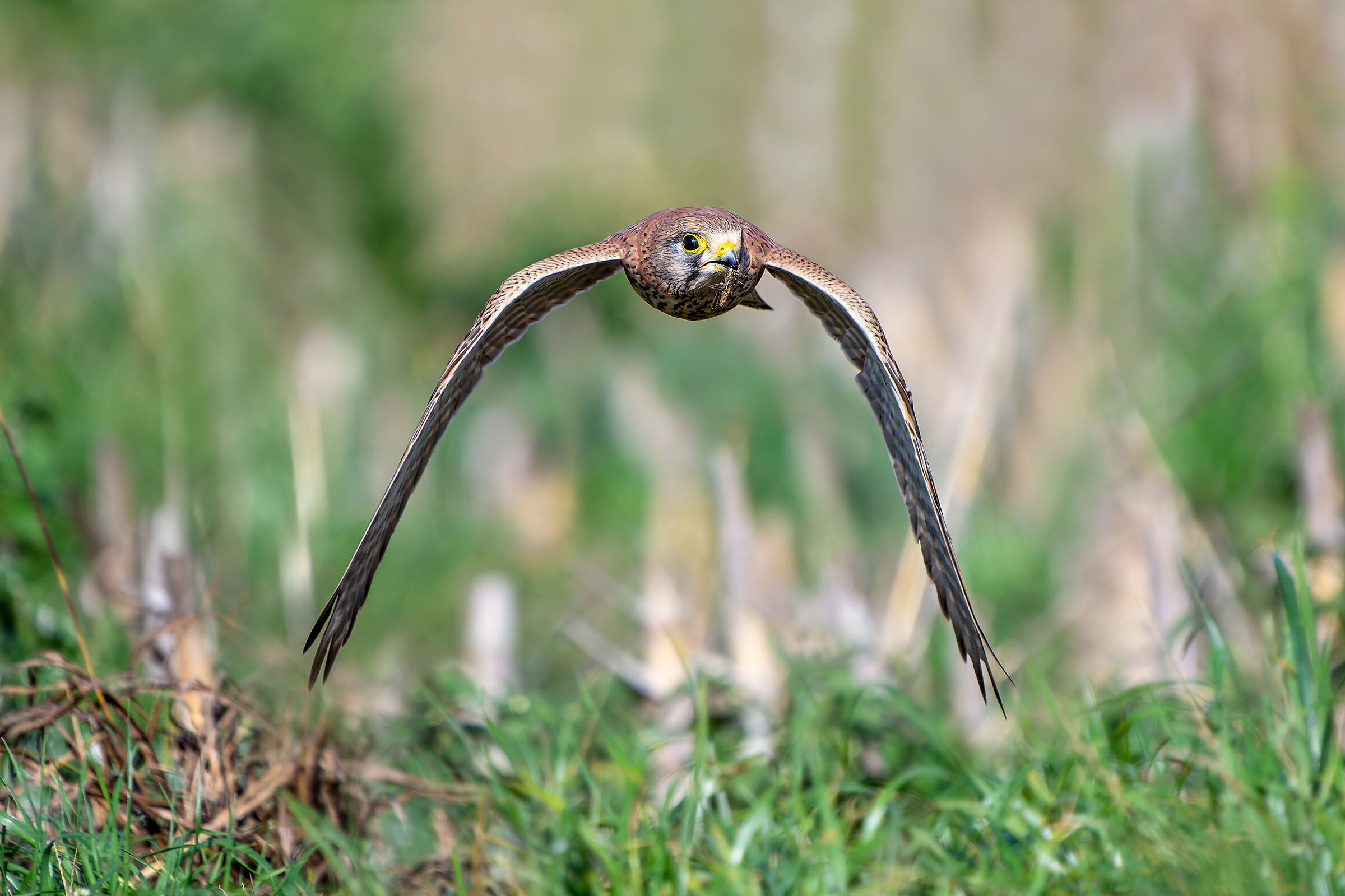 Cacciando cavallette sul prato - Gheppio