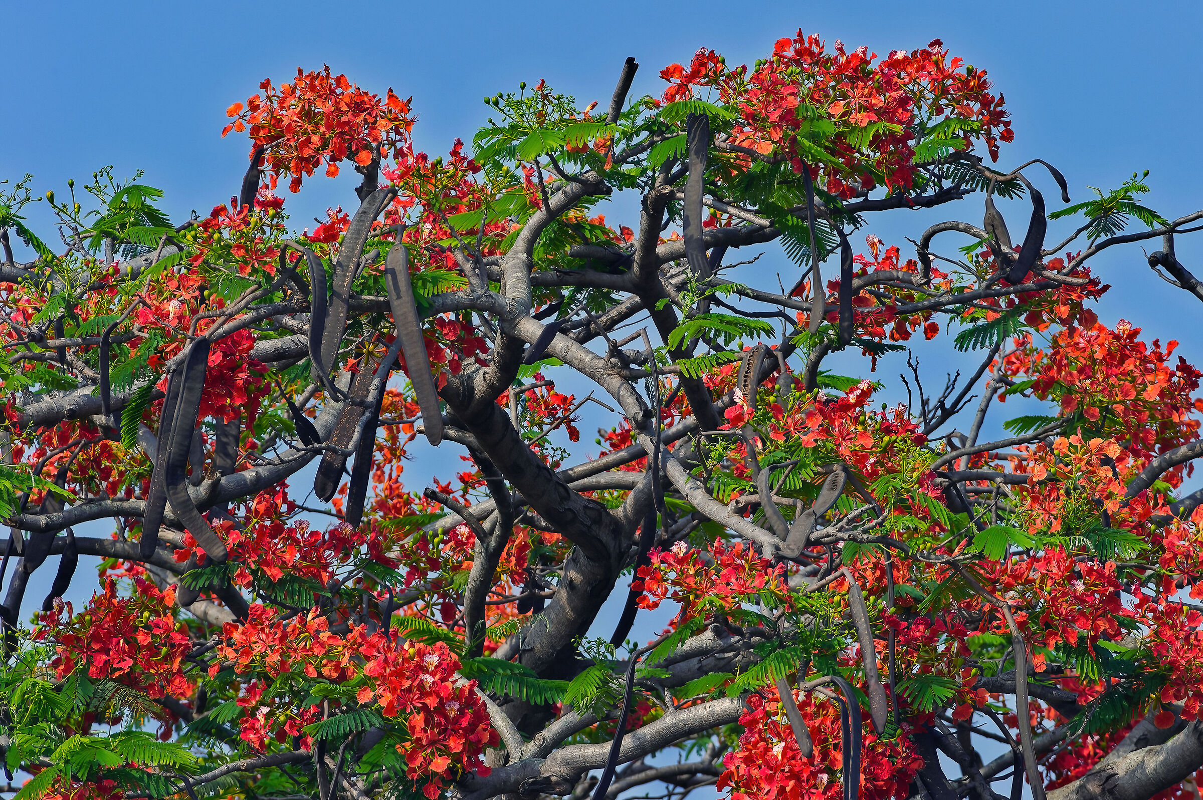 Gulmohar (Delonix regia)
