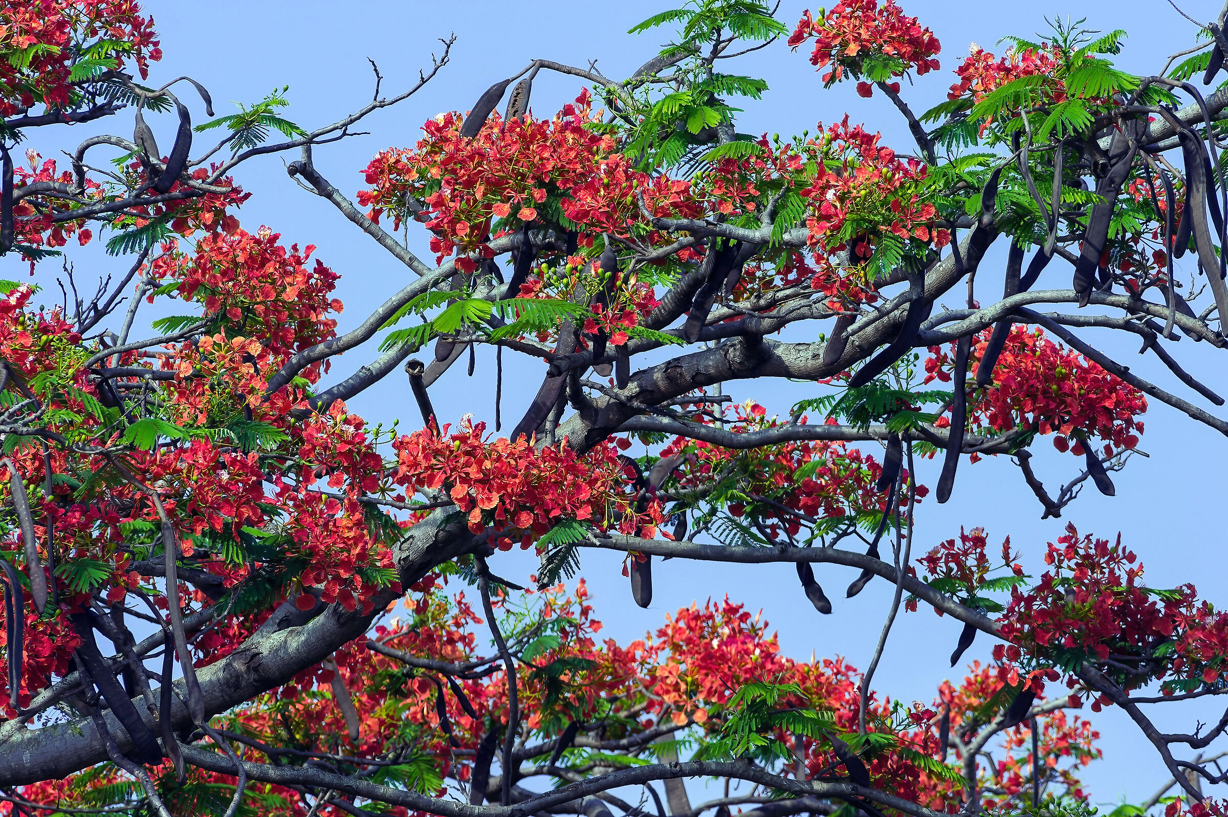 Gulmohar (Delonix regia)