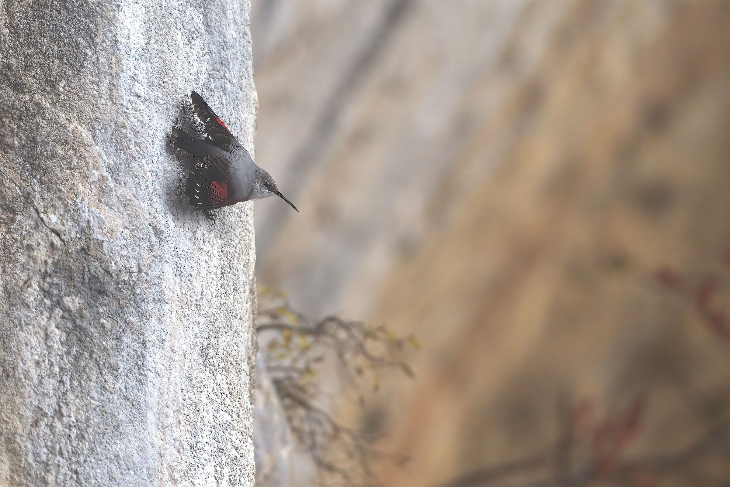 Wallcreeper in the fog