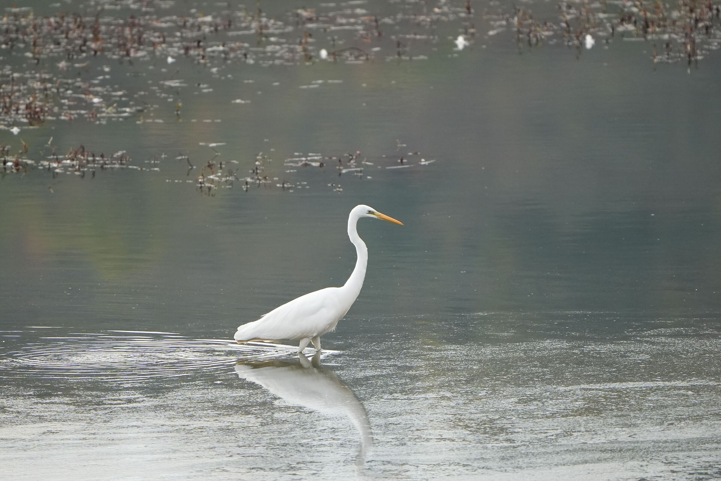 Heron?