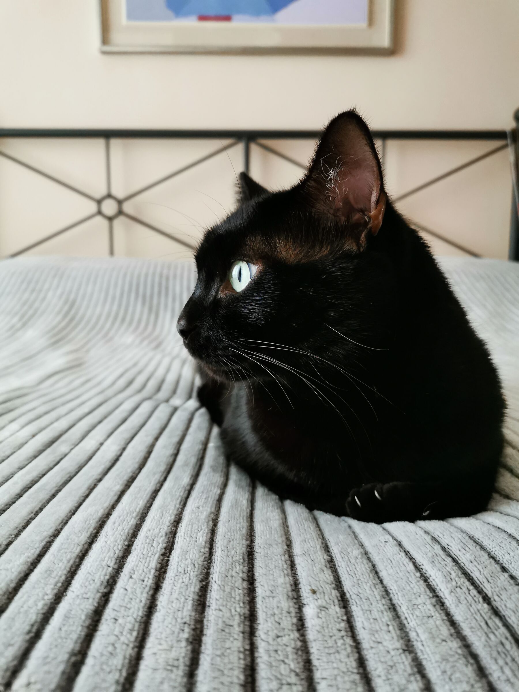 Giornata mondiale del gatto nero 17 novembre