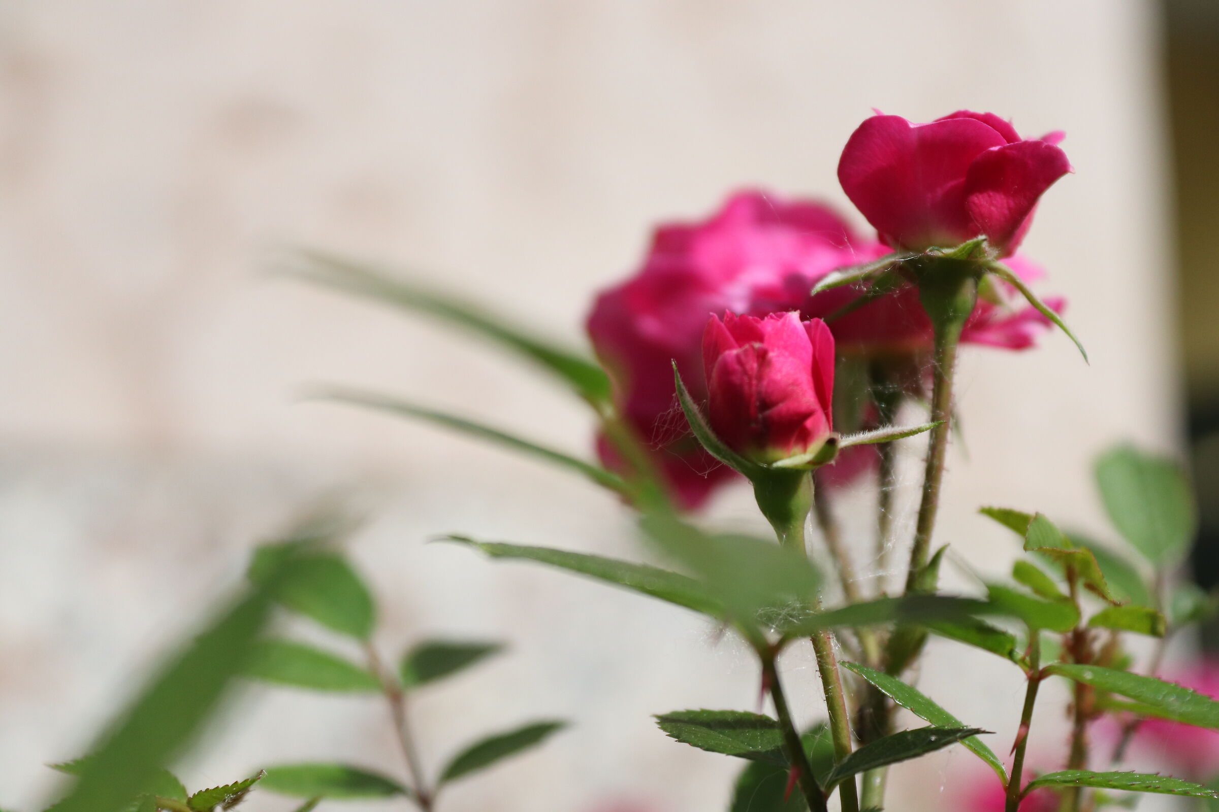 Pearl of Alcanada - Polyantha