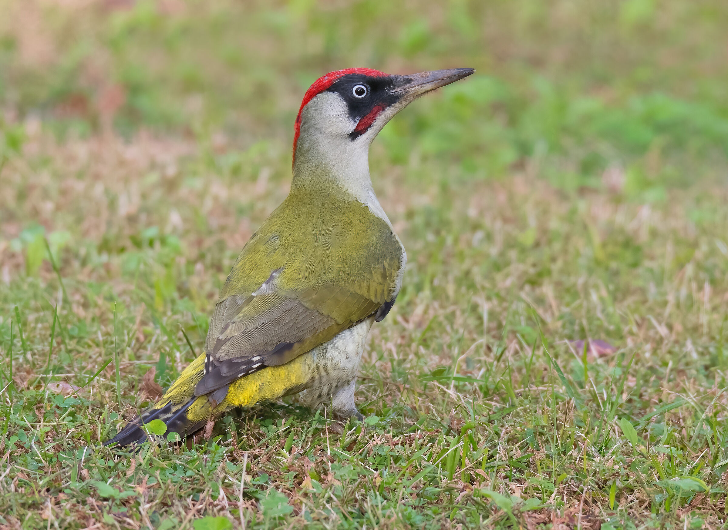 Male Green Woodpecker (Picus virdis)