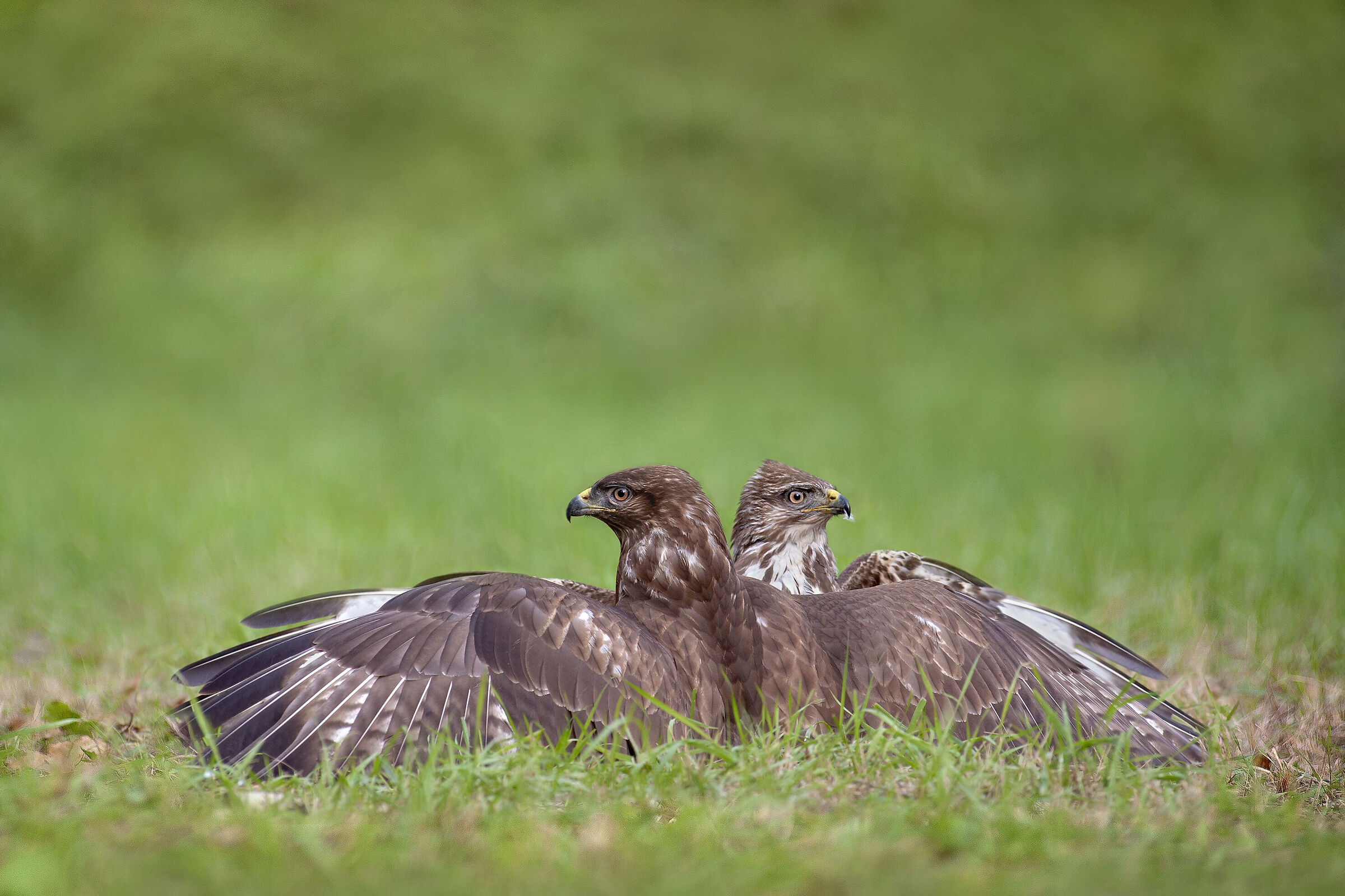 Poiana .. a due teste