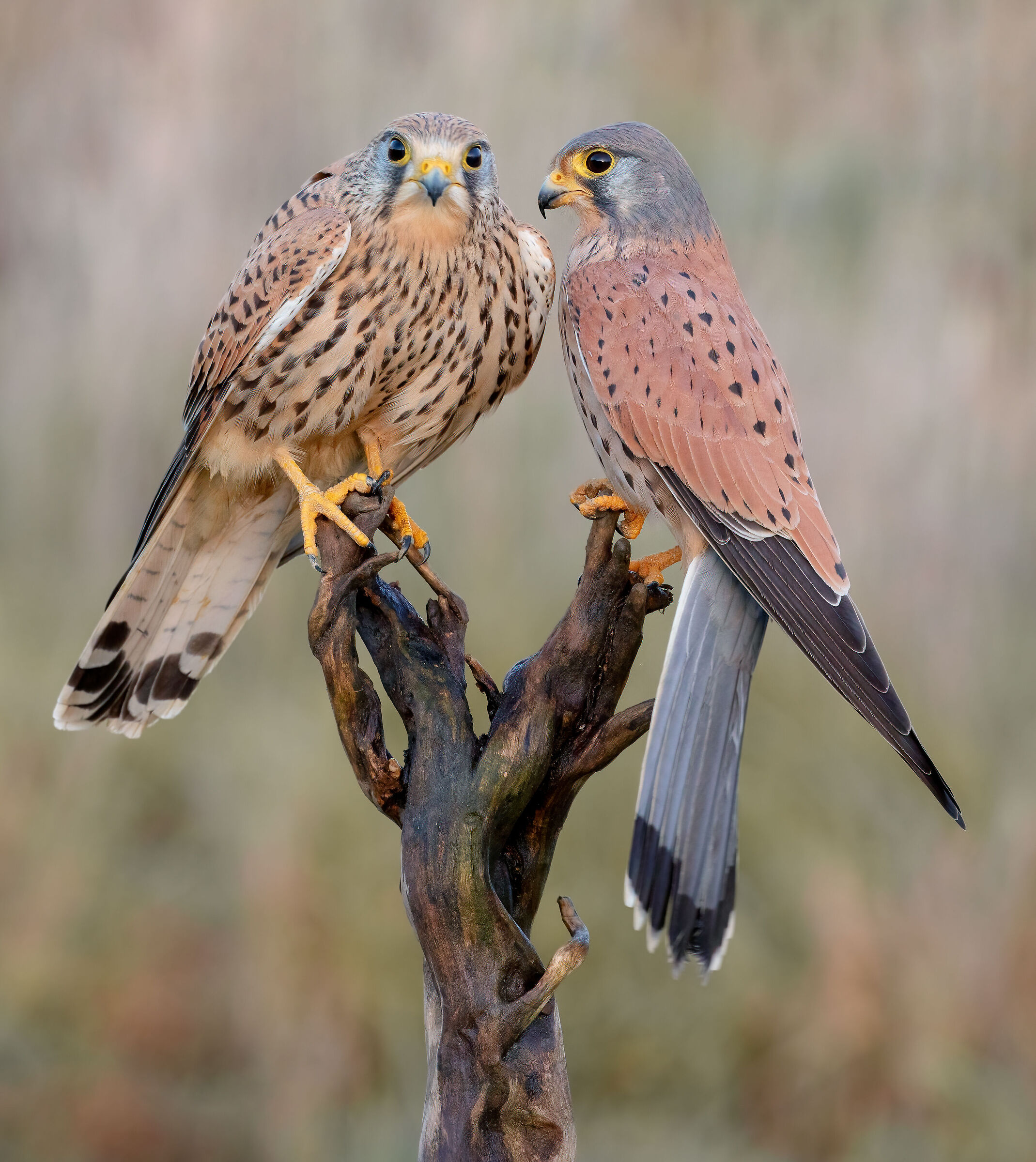 kestrel