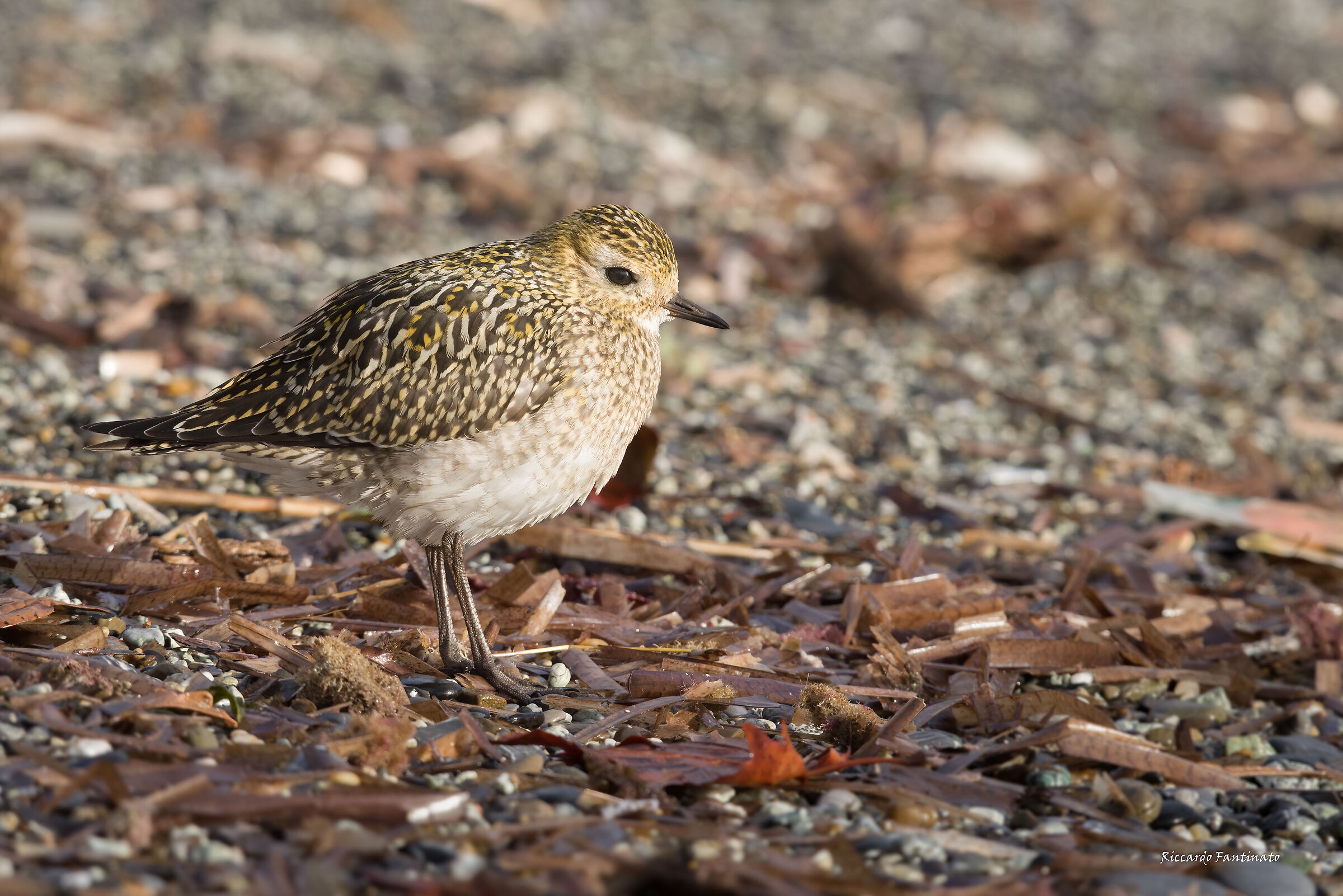 il bel Piviere Dorato