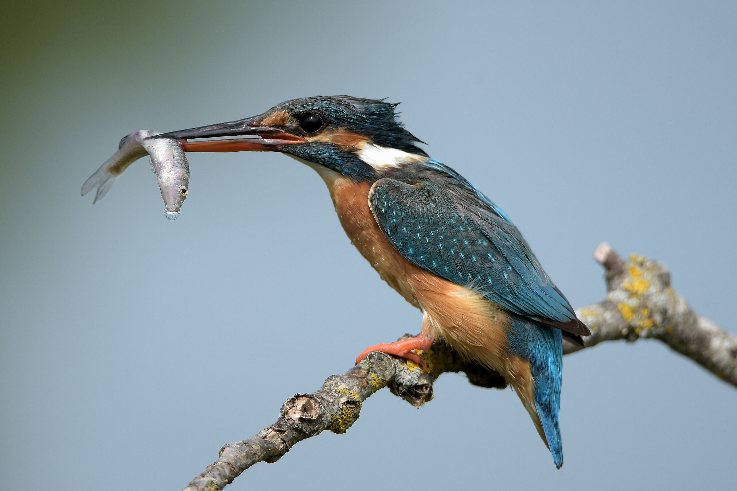 A reworked 2018 shot