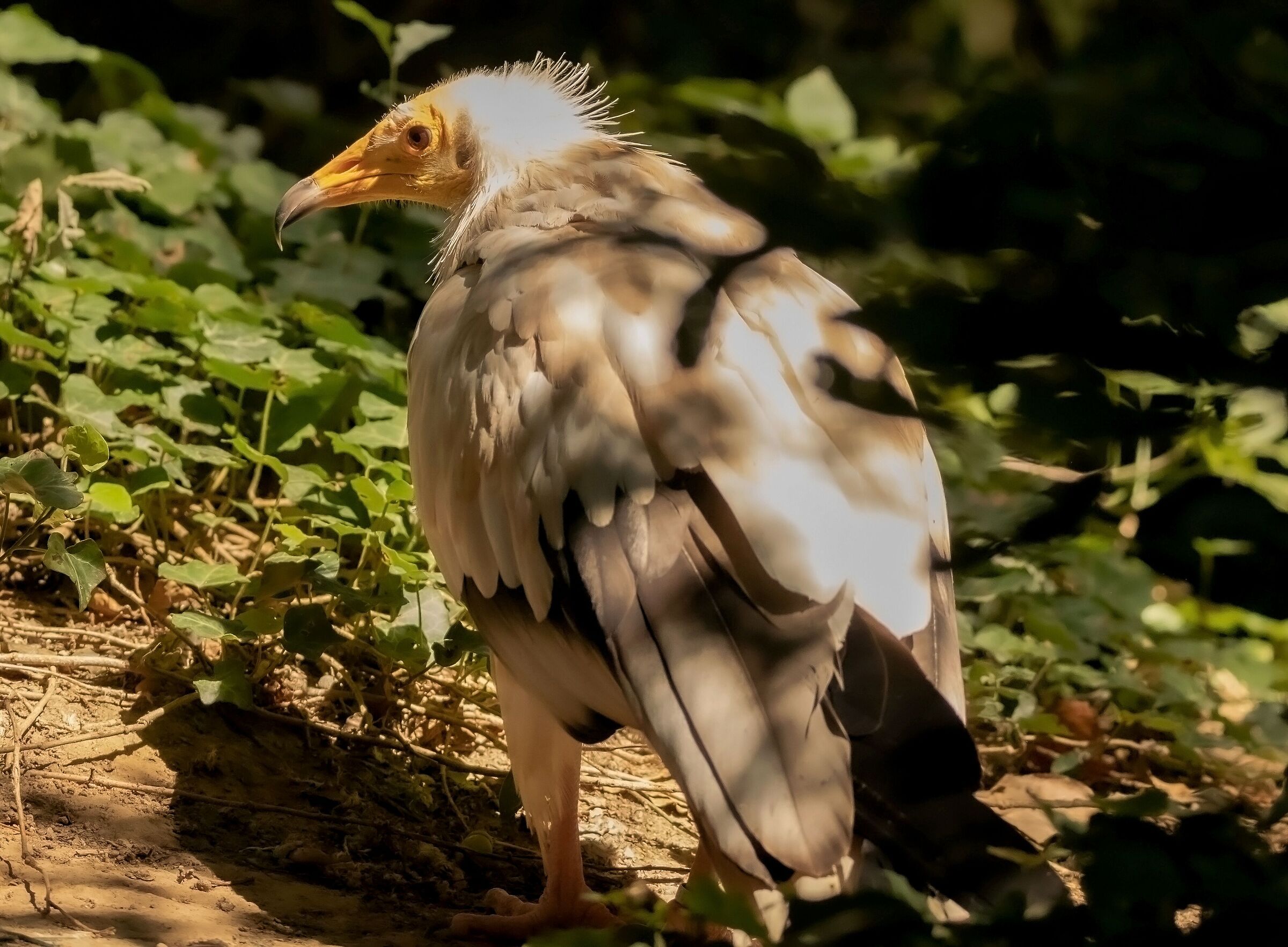 Egyptian vulture 12/08/2021 Oasi Sant'Alessio
