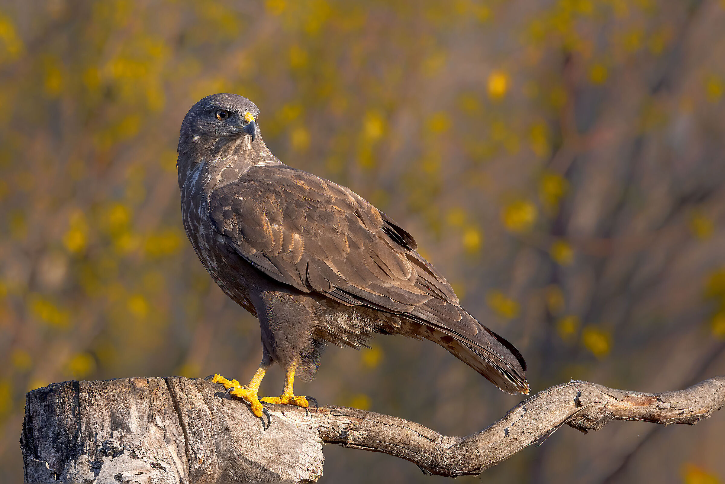 Poiana (Buteo buteo)