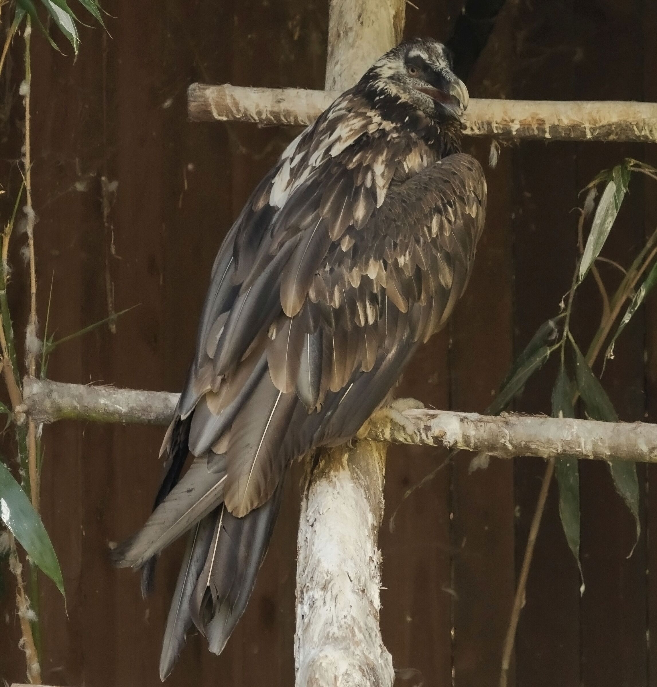 Bearded vulture oasis sant'alessio (PV) 12/08/2021