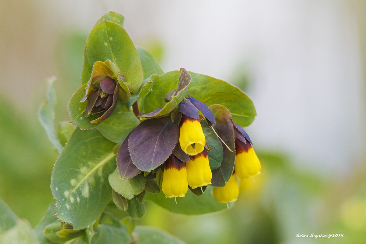 Cerinthe major