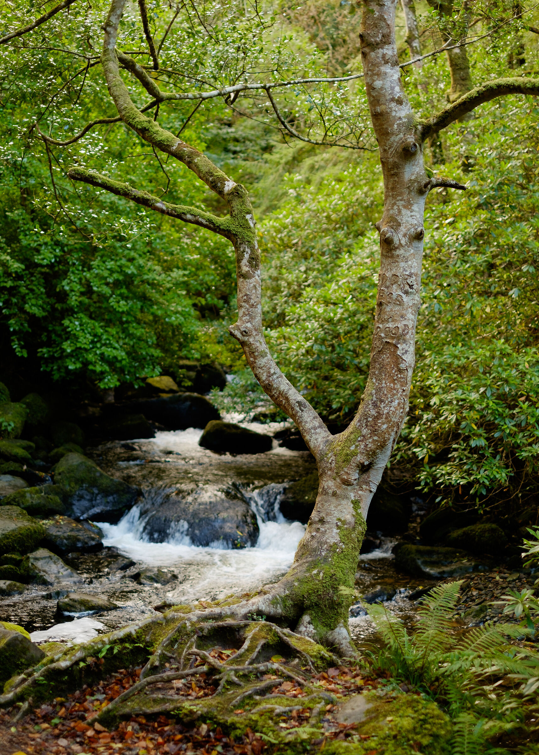 Wild tree