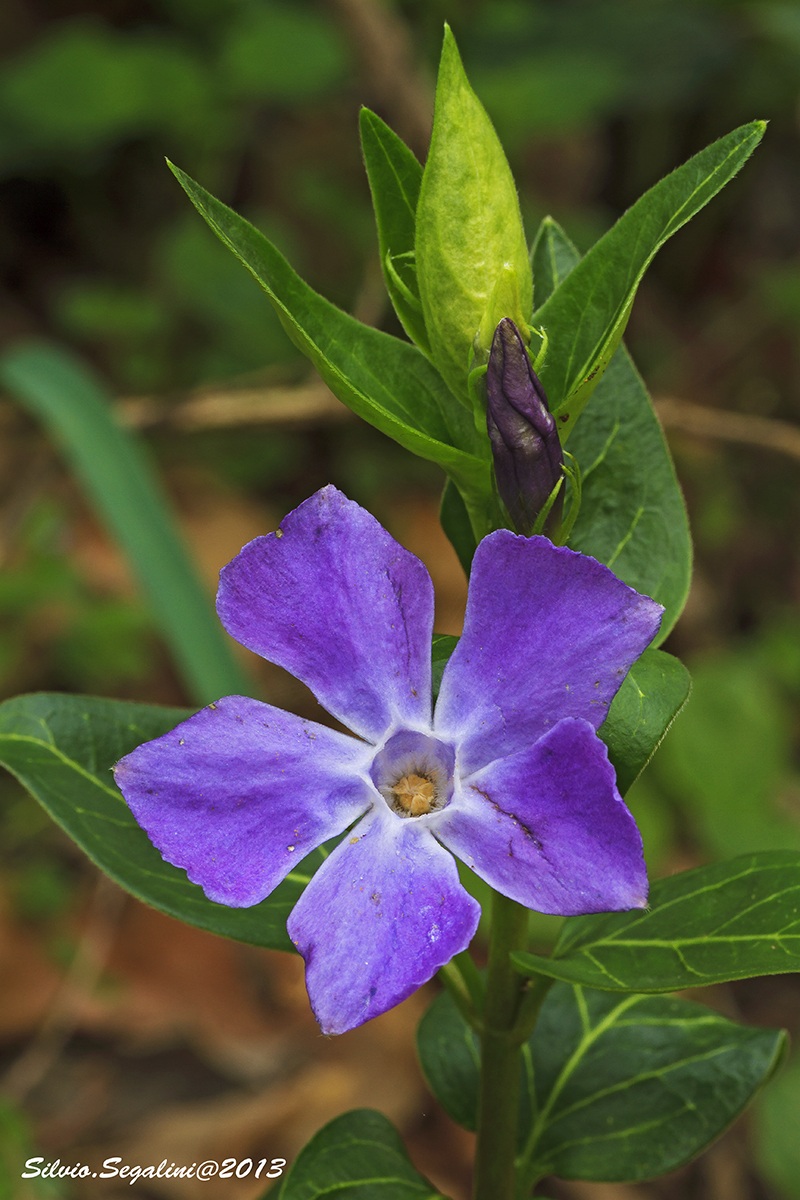 Pervinca