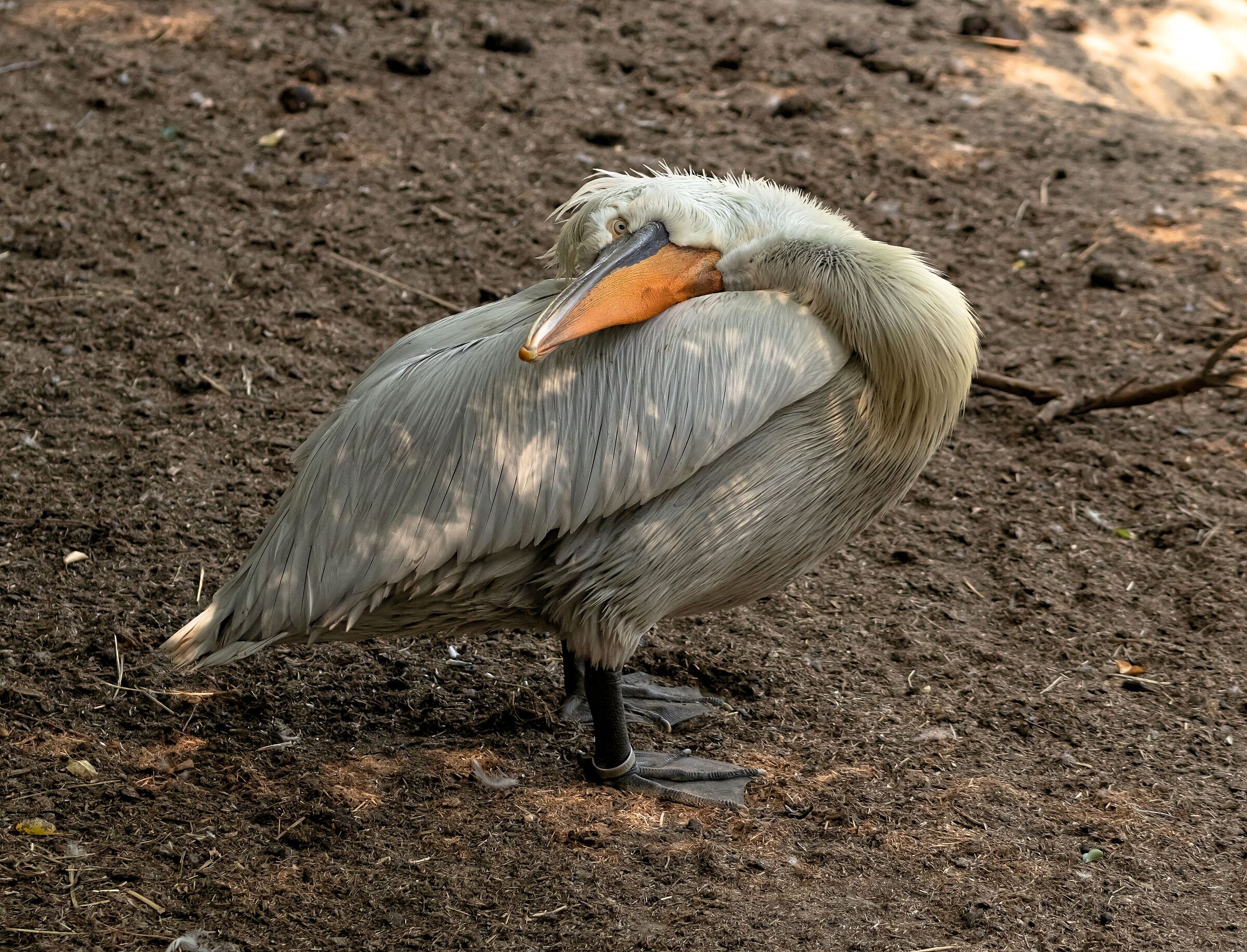 Pellicano Crespo Oasi Sant'Alessio(pv) 12/08/2021