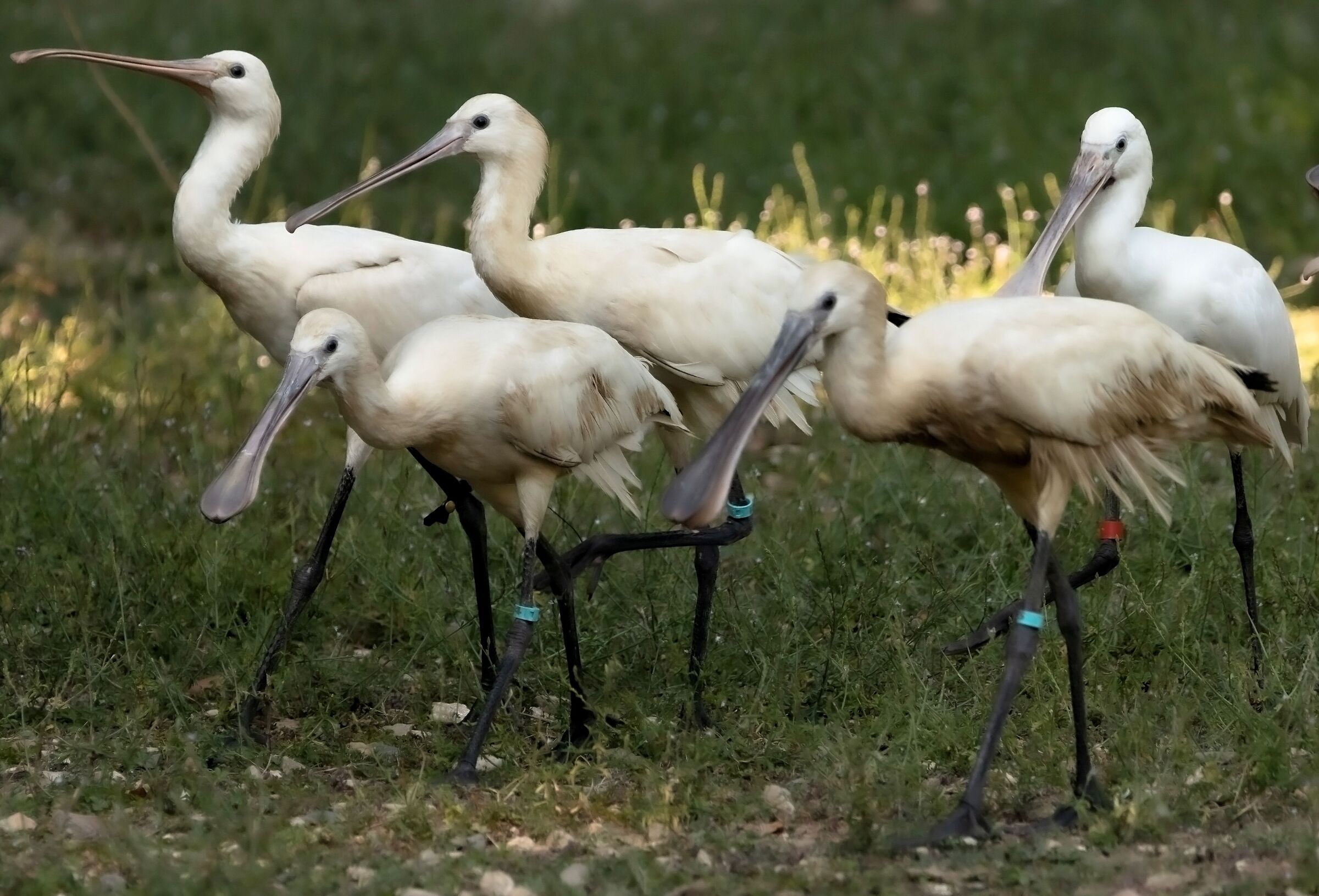 Group of Spatulas Oasi Sant'Alessio (pv) 12/08/2021