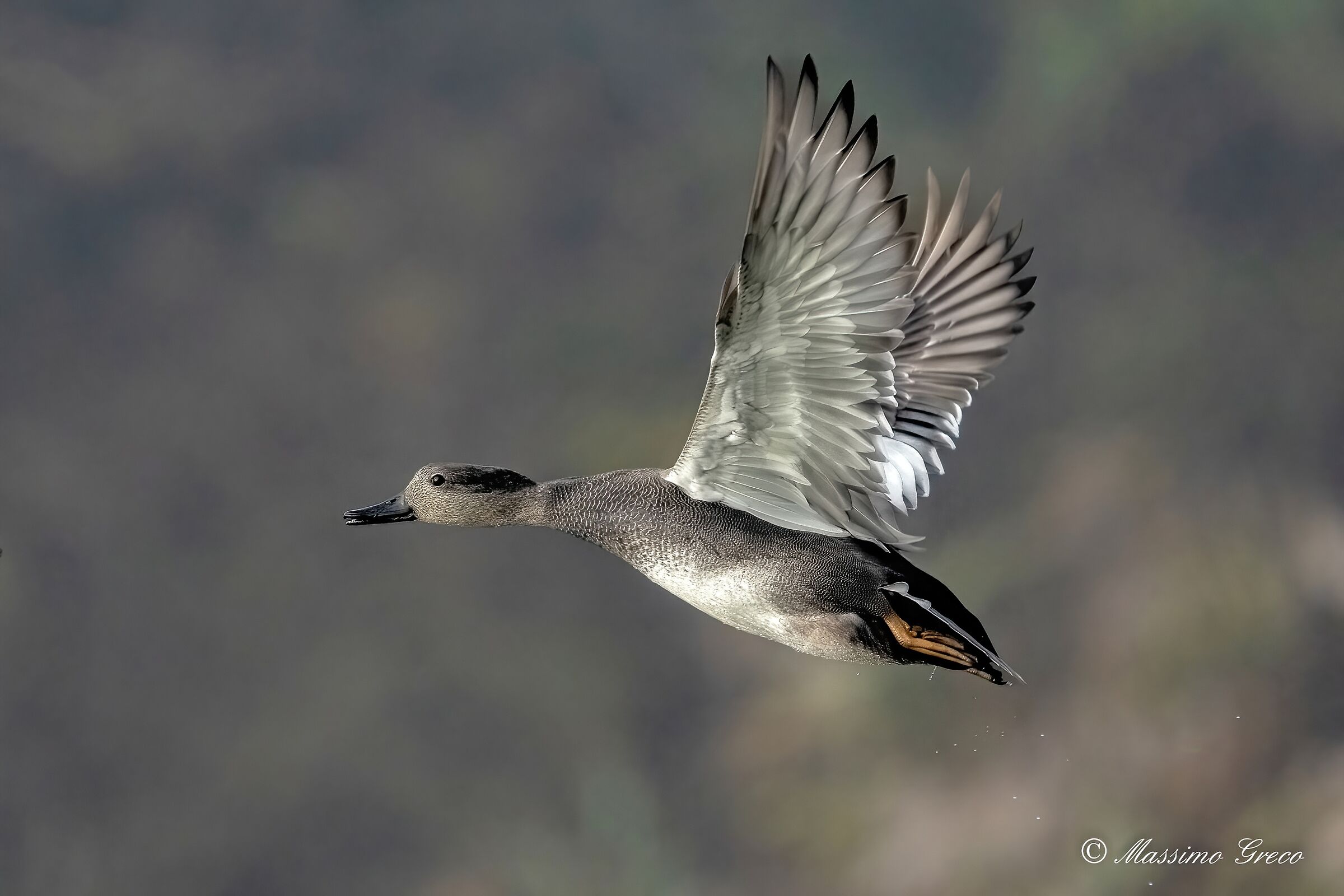 Canapiglia (Mareca strepera)