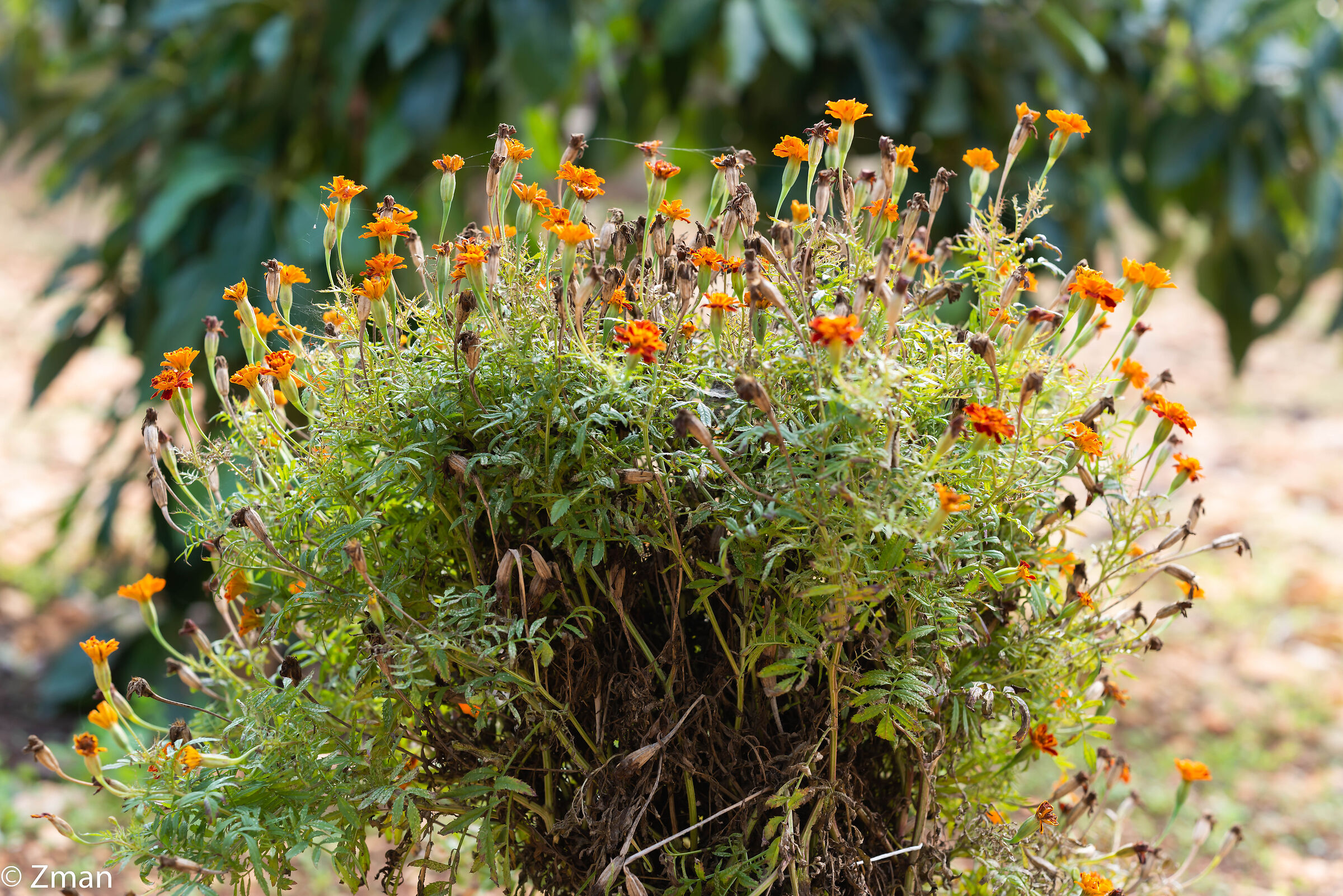 Fiori di calendula messicana