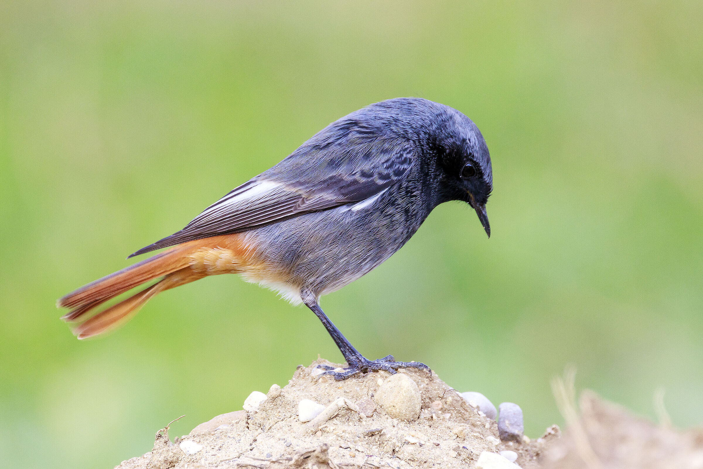 Black redstart