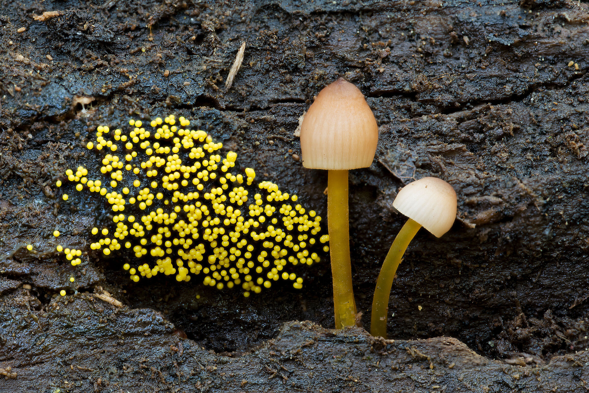 There is life on dead wood