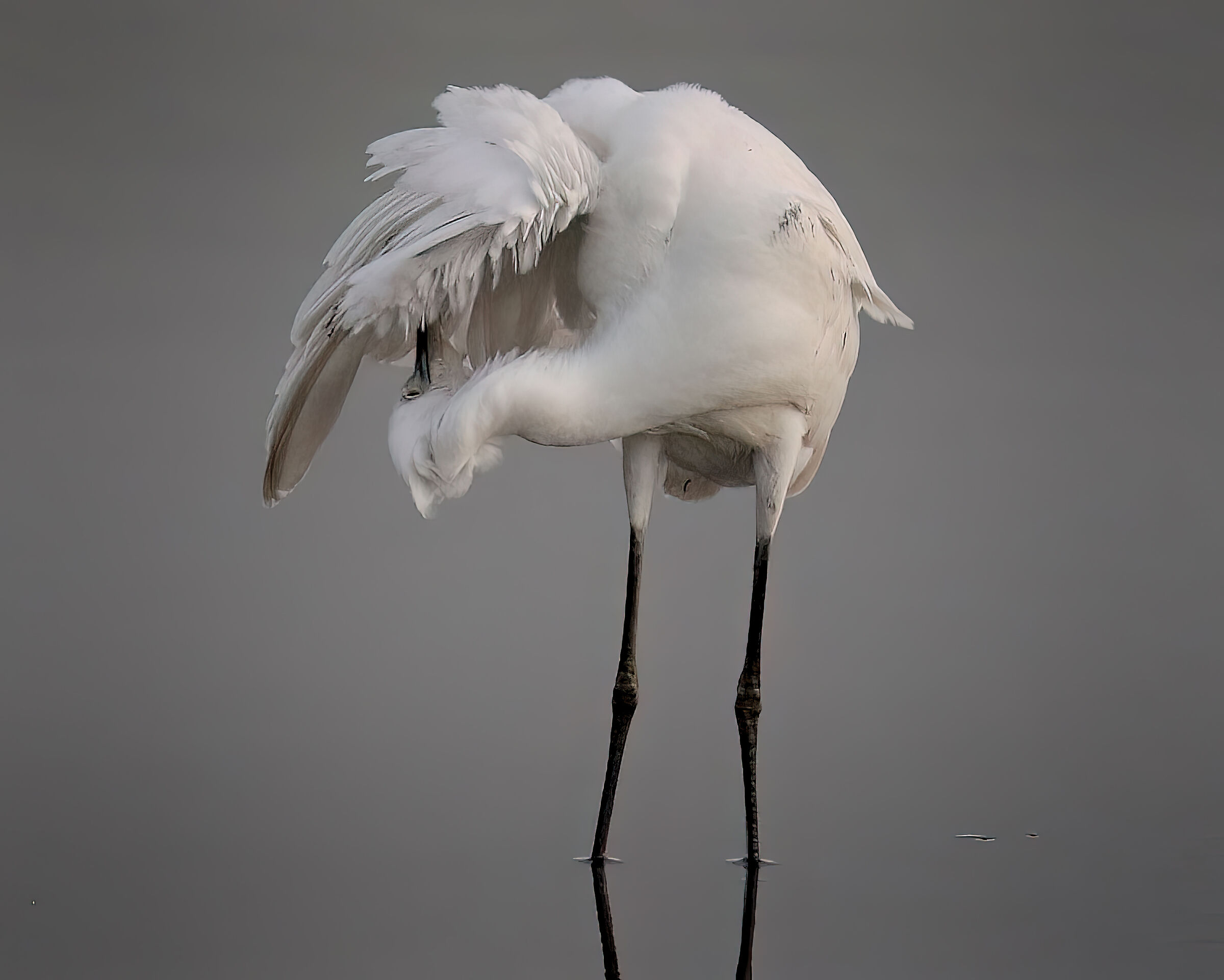 Egret