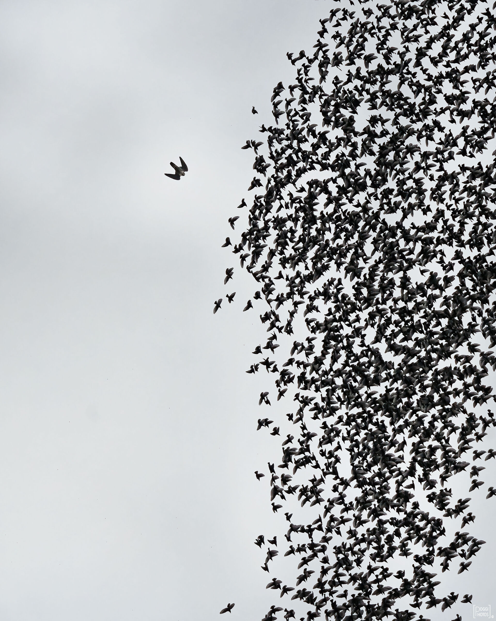 Falco pellegrino a caccia di storni