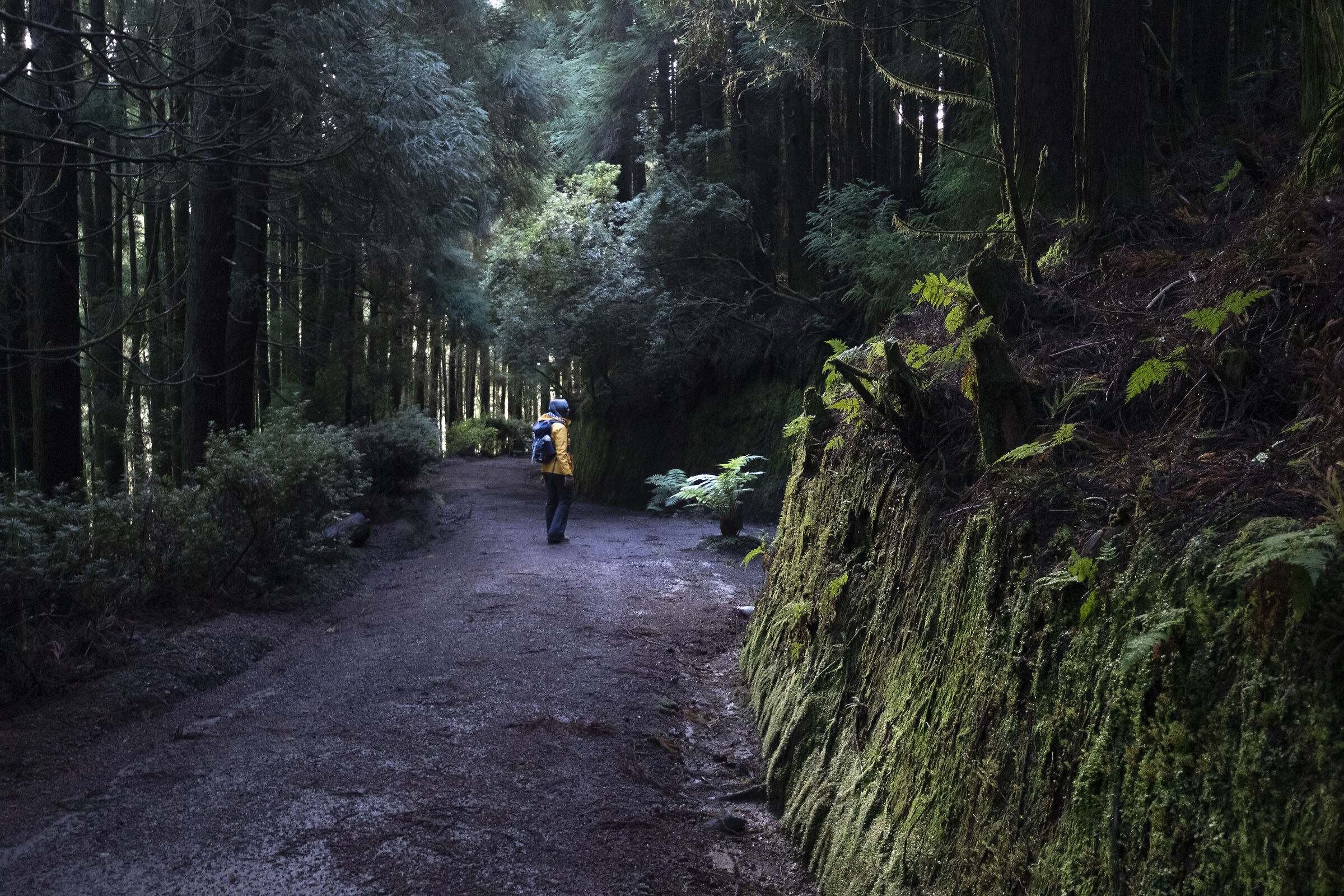 Exploring - Sao Miguel Island