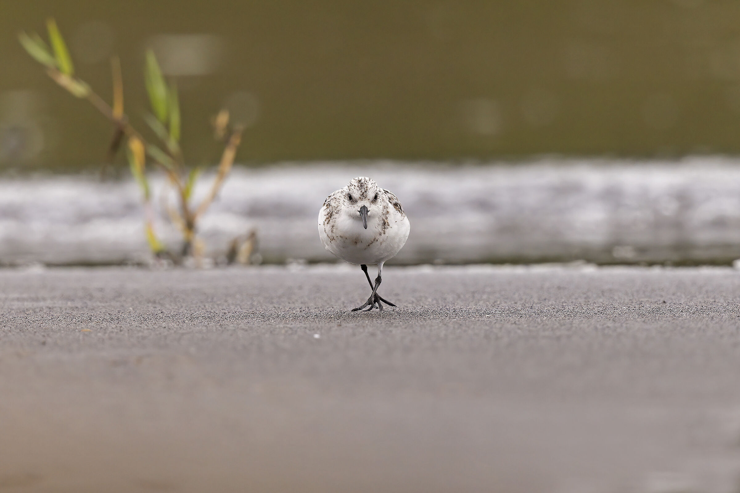 Three-toed sandpiper