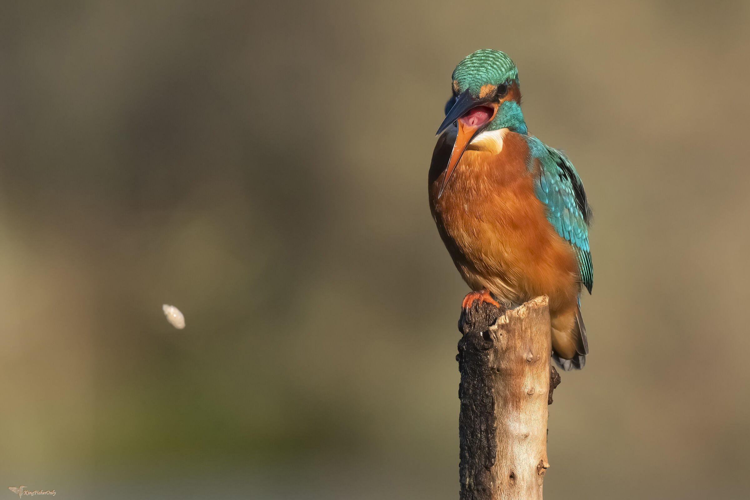 Kingfisher