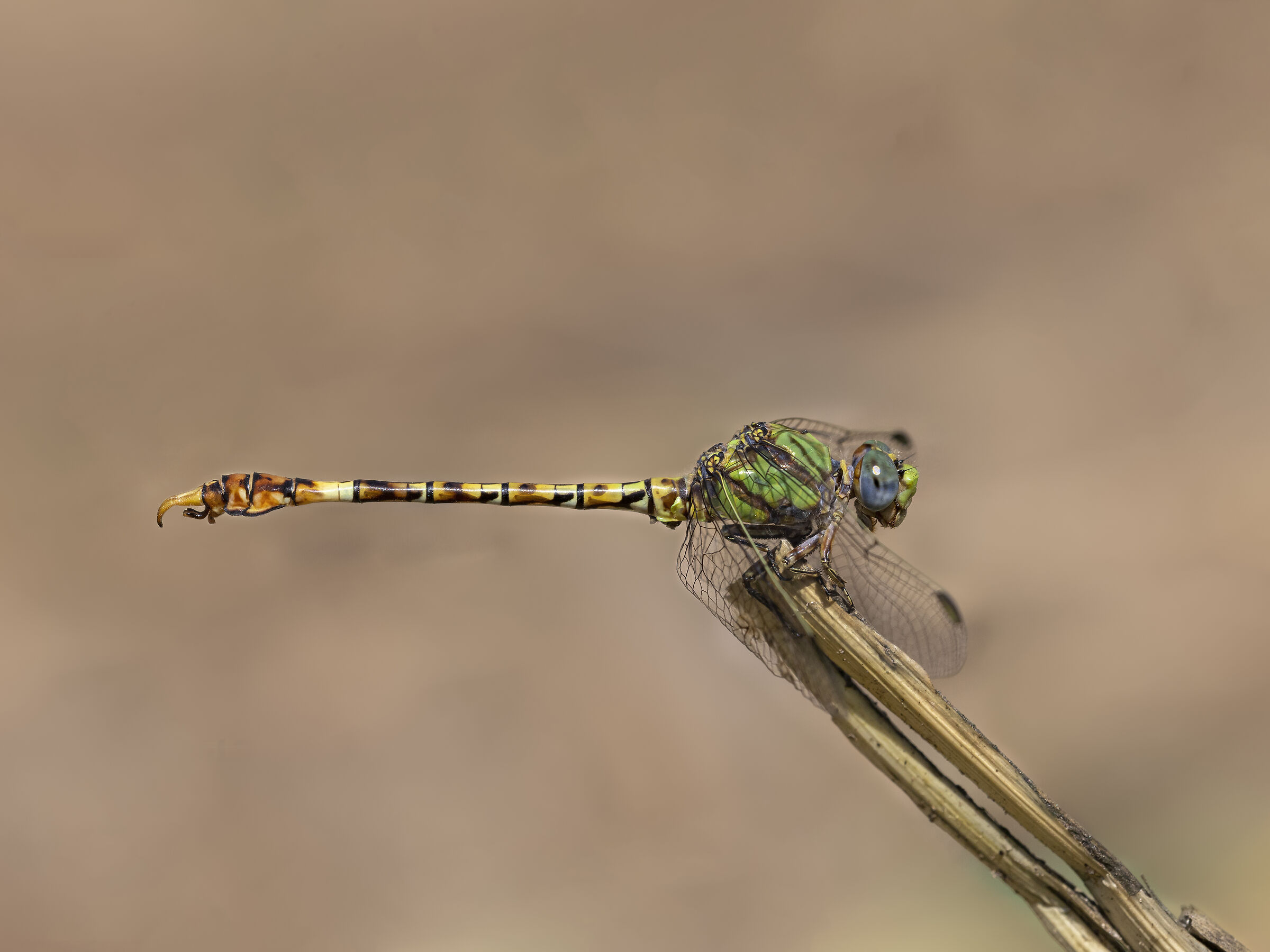 Paragomphus genei